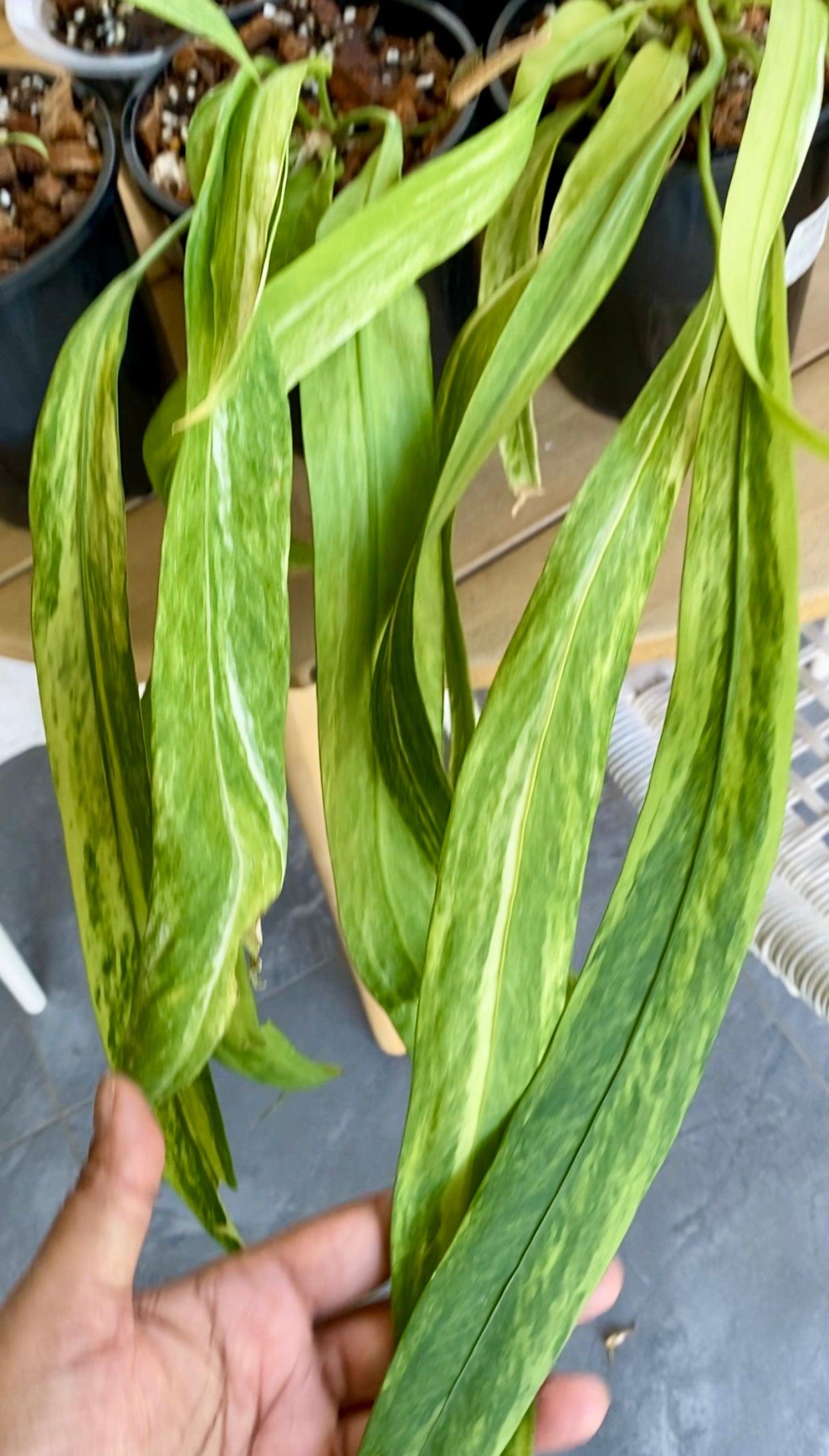 Anthurium Vittarifolium Variegated