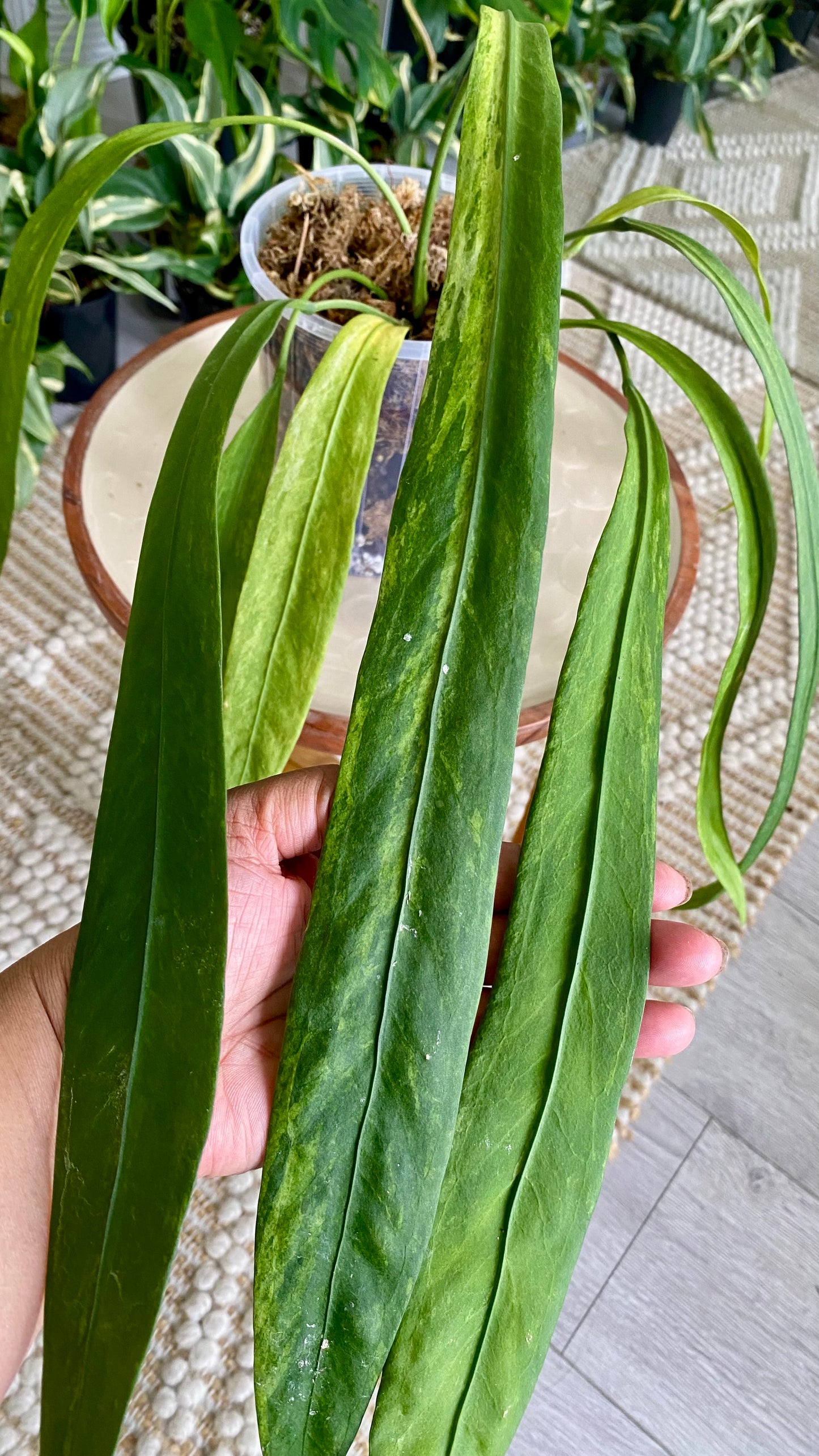 Anthurium Vittarifolium Variegated