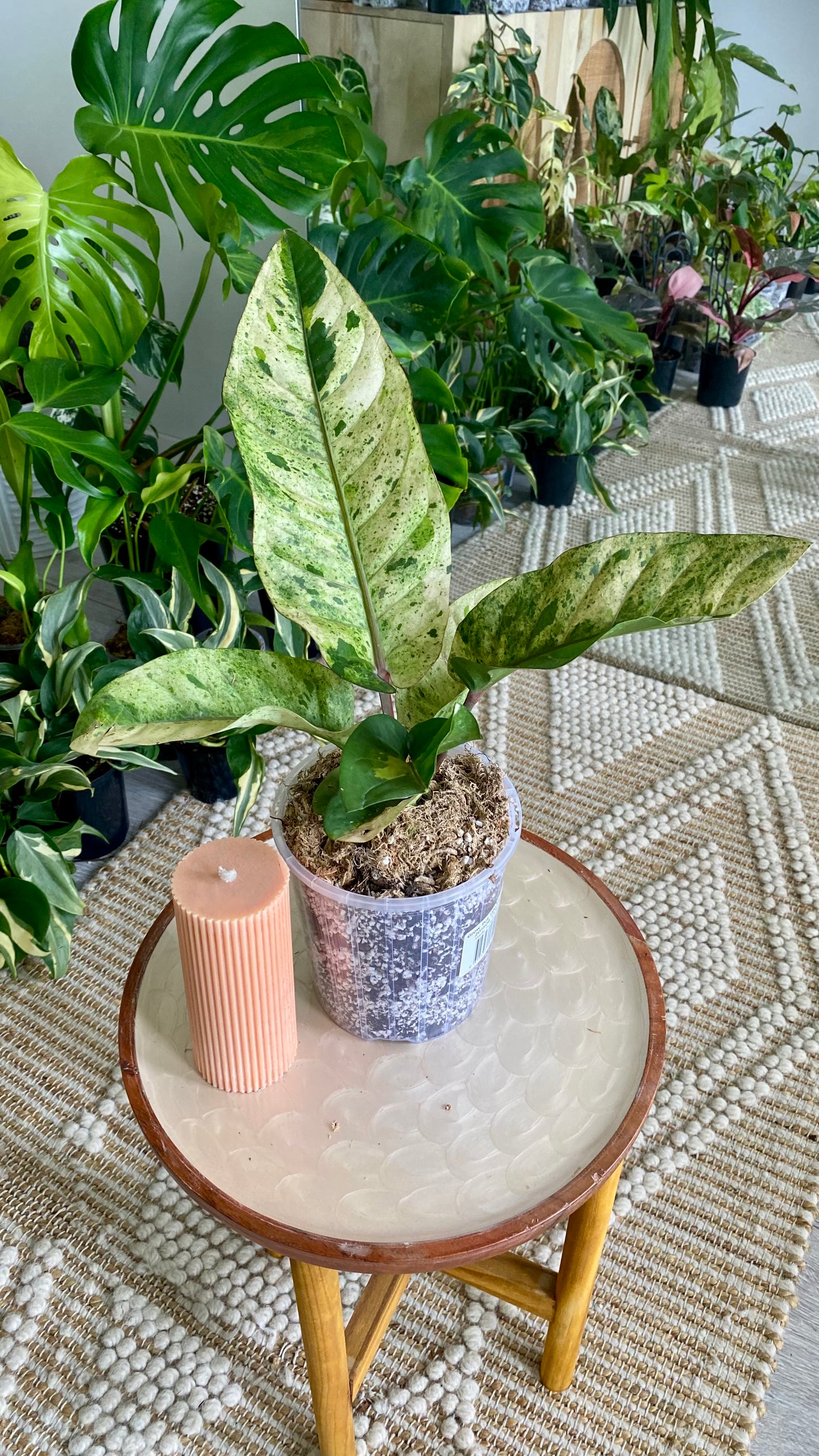 Anthurium Hookeri Variegated