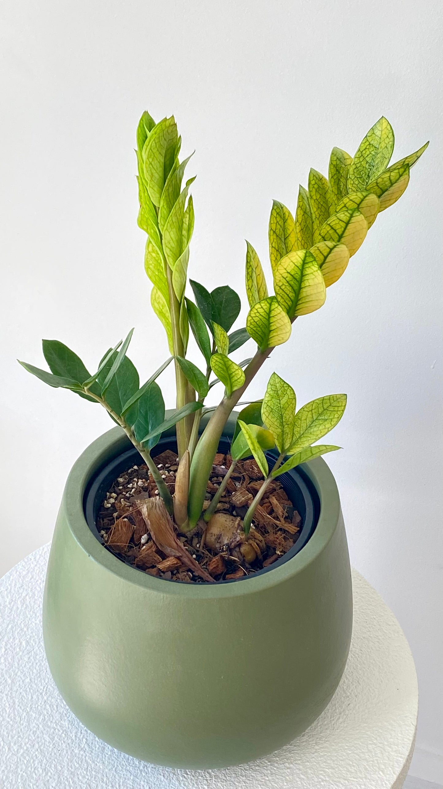 Zamioculcas Zamiifolia - Akebono