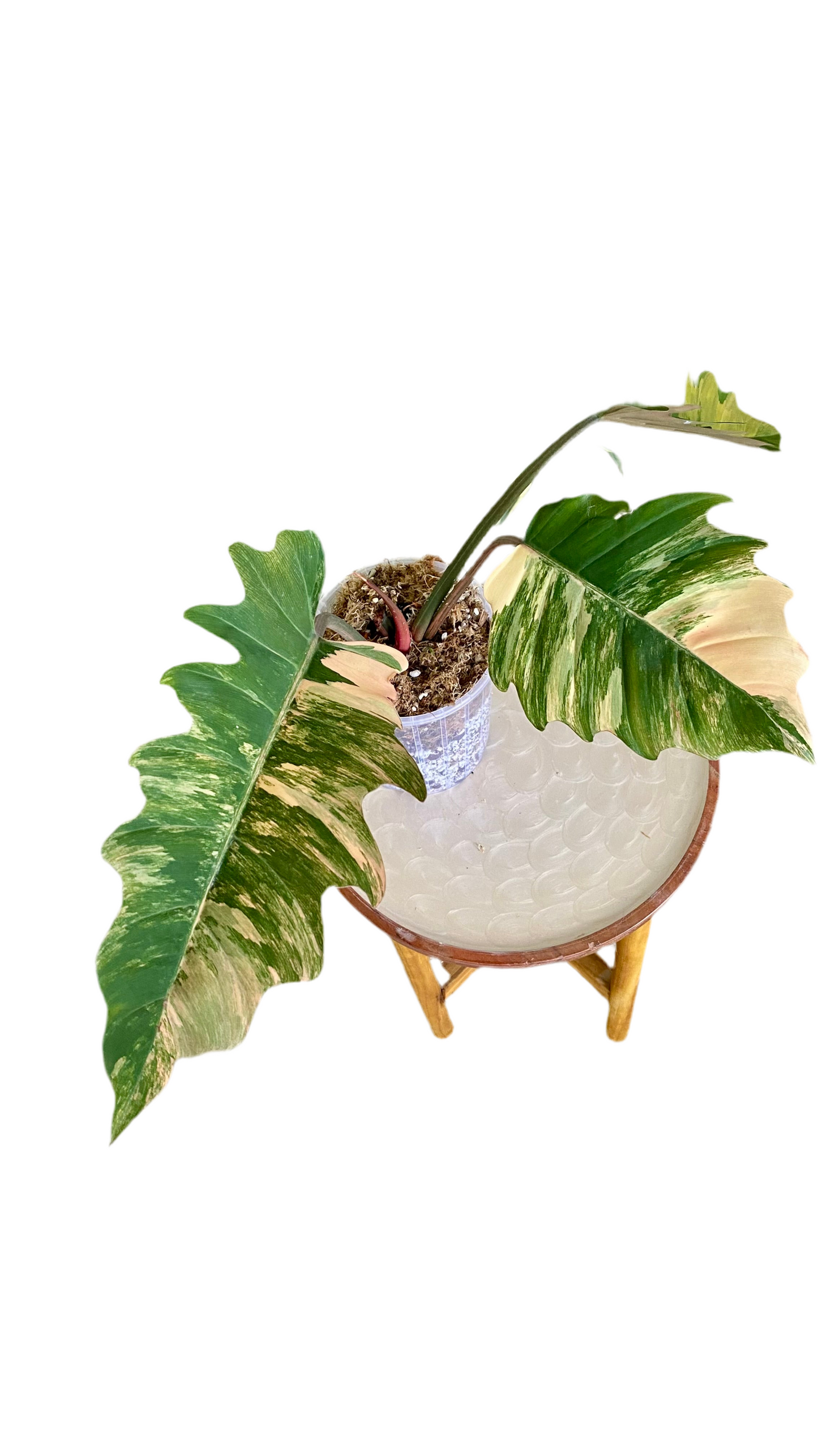 Philodendron Caramel Mable Variegated