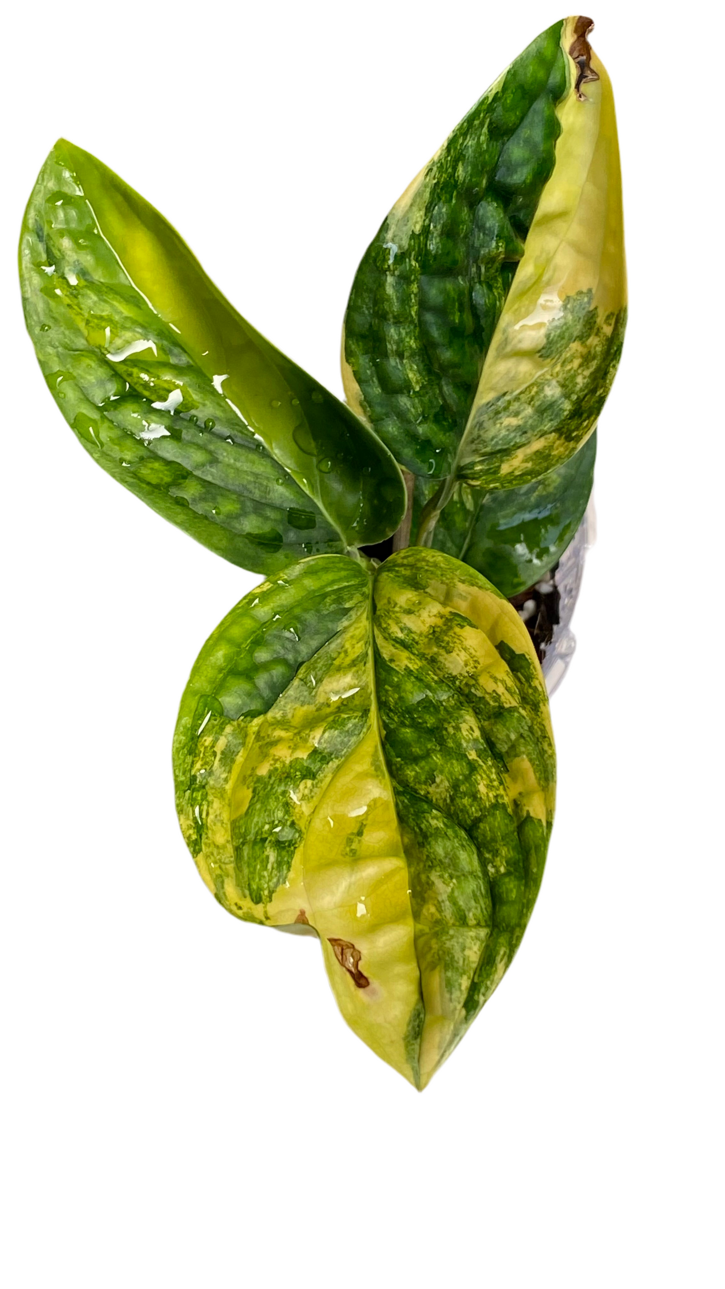 Monstera Peru Variegated