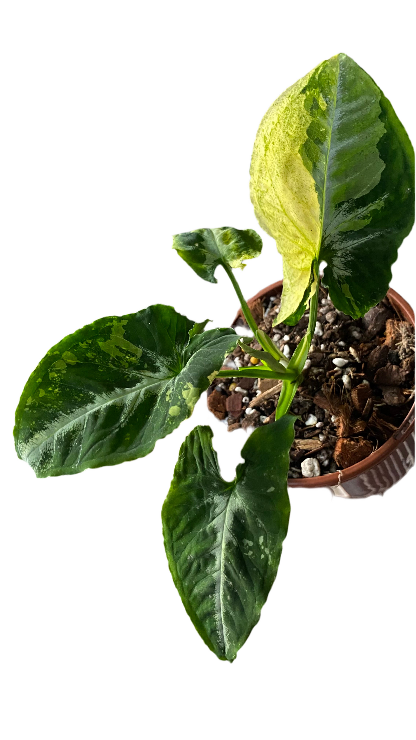Syngonium Scrambled Eggs
