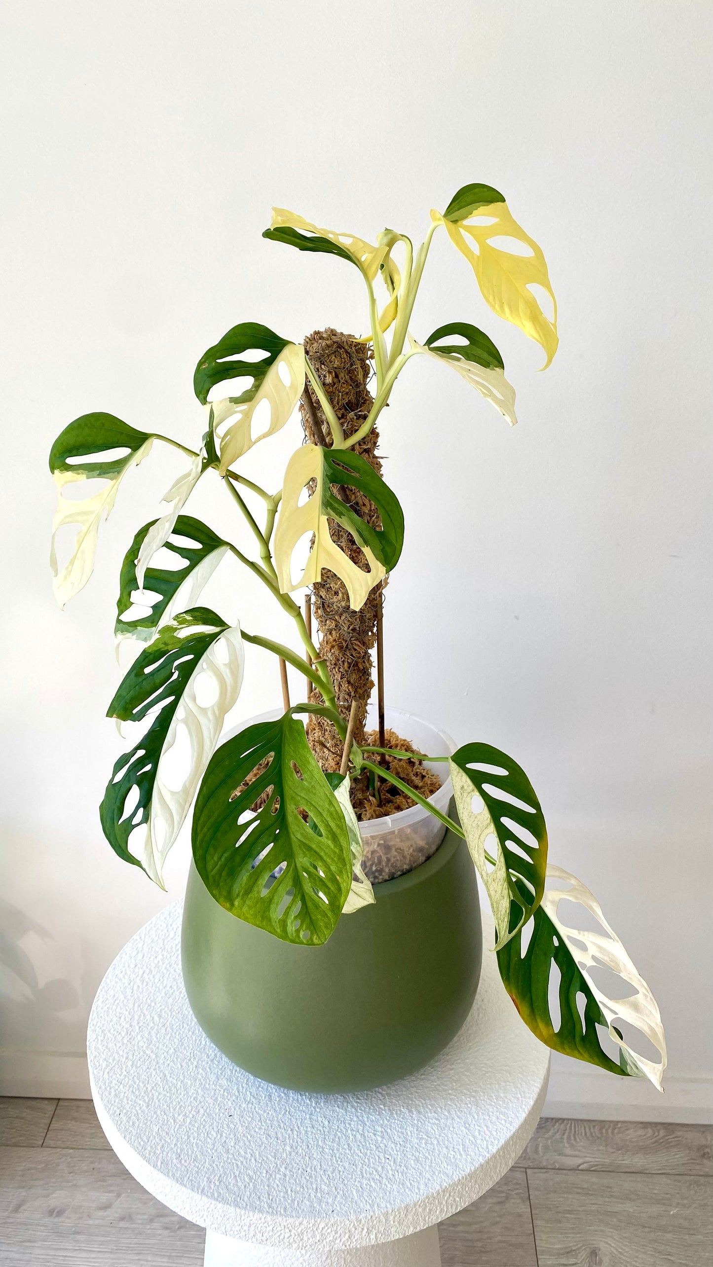 Monstera Adansonii Variegated