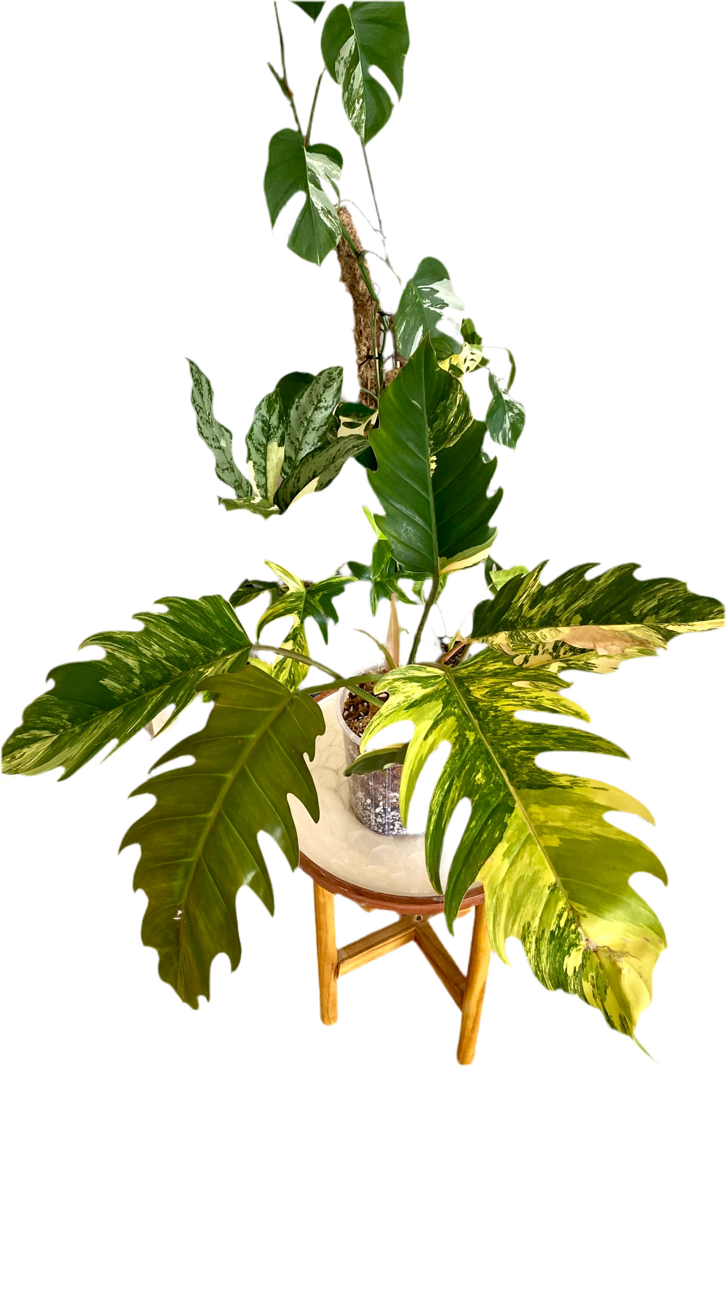 Philodendron Caramel Mable Variegated