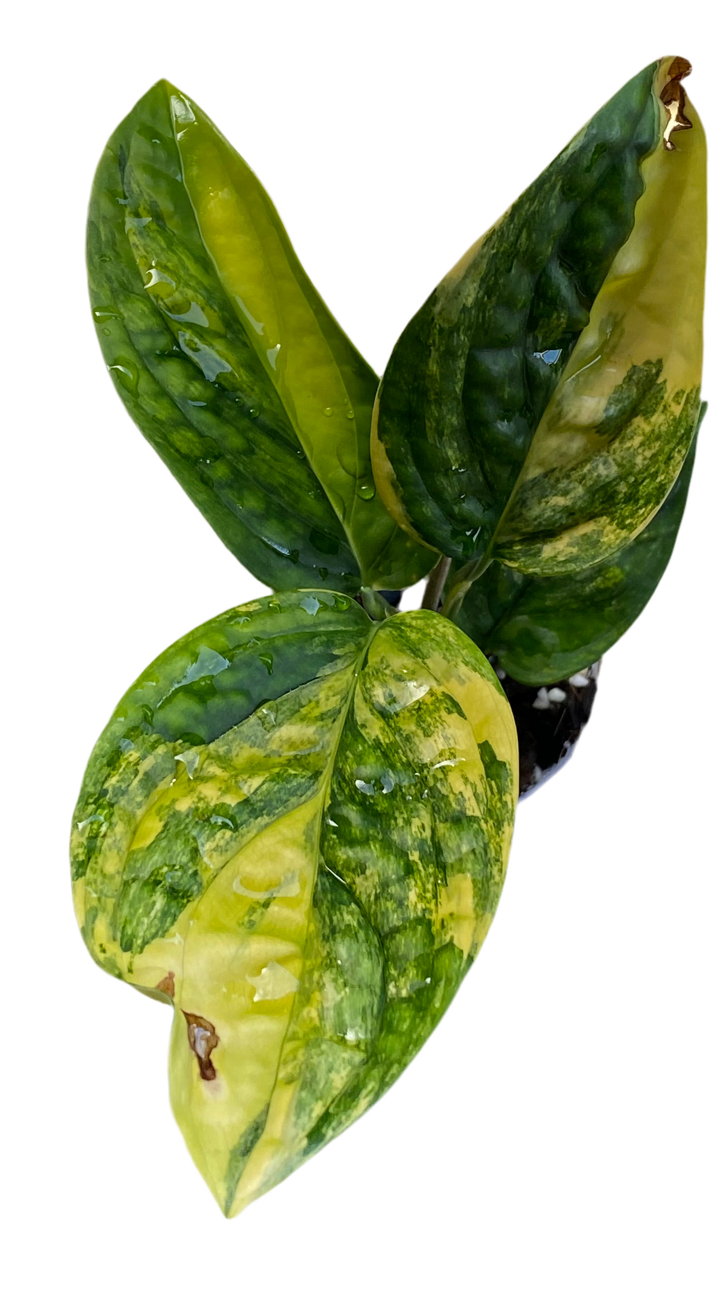 Monstera Peru Variegated