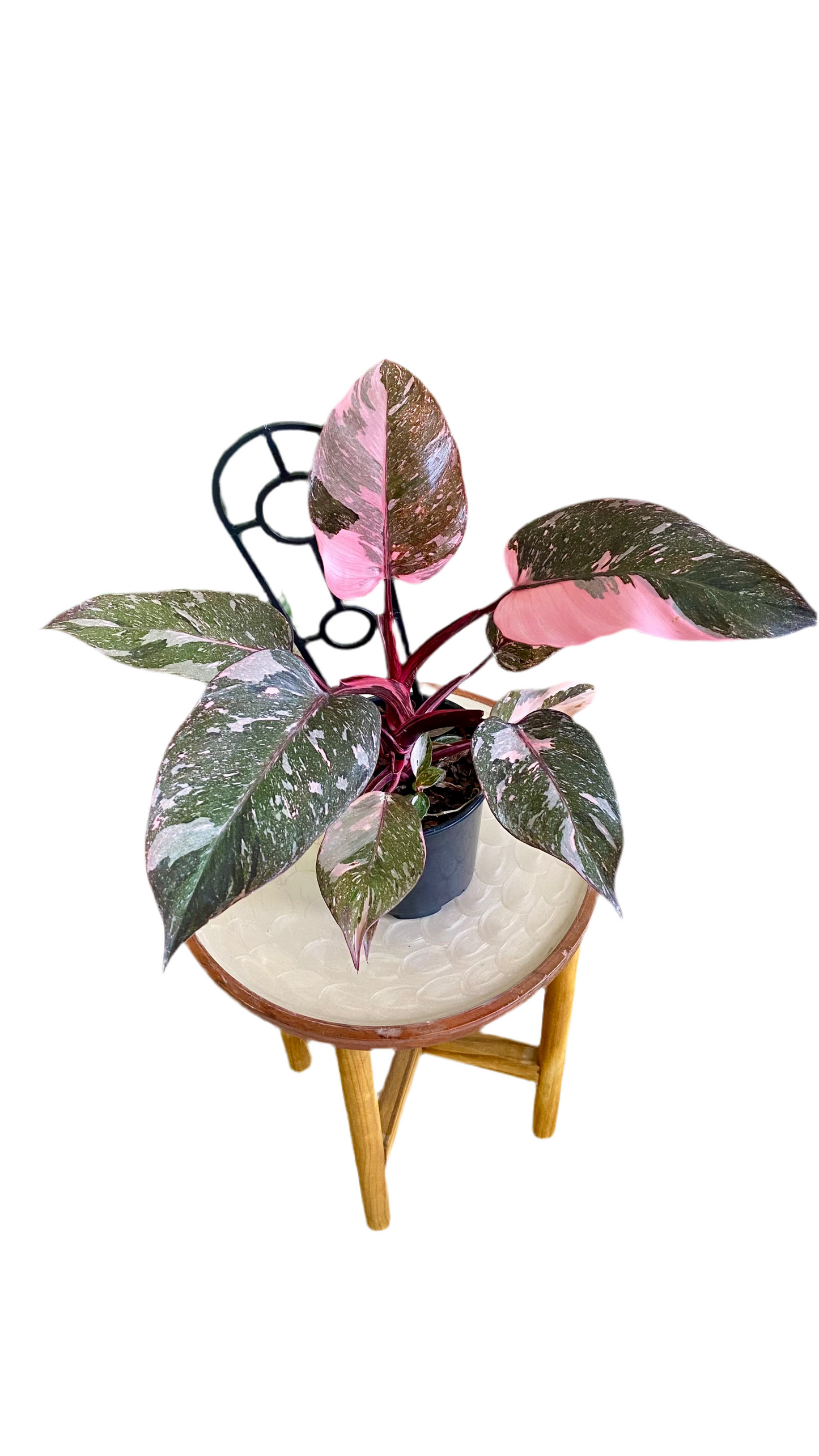 Philodendron Pink Princess Mable Galaxy