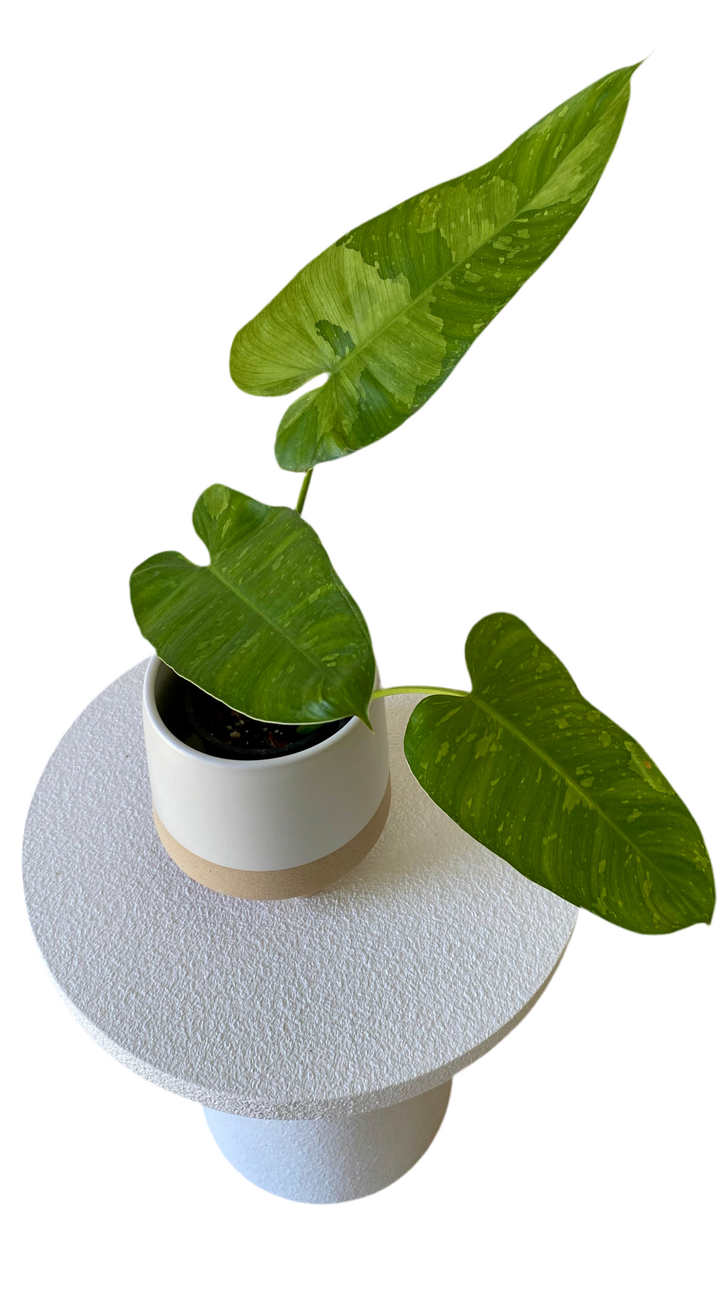 Philodendron Jose Buono