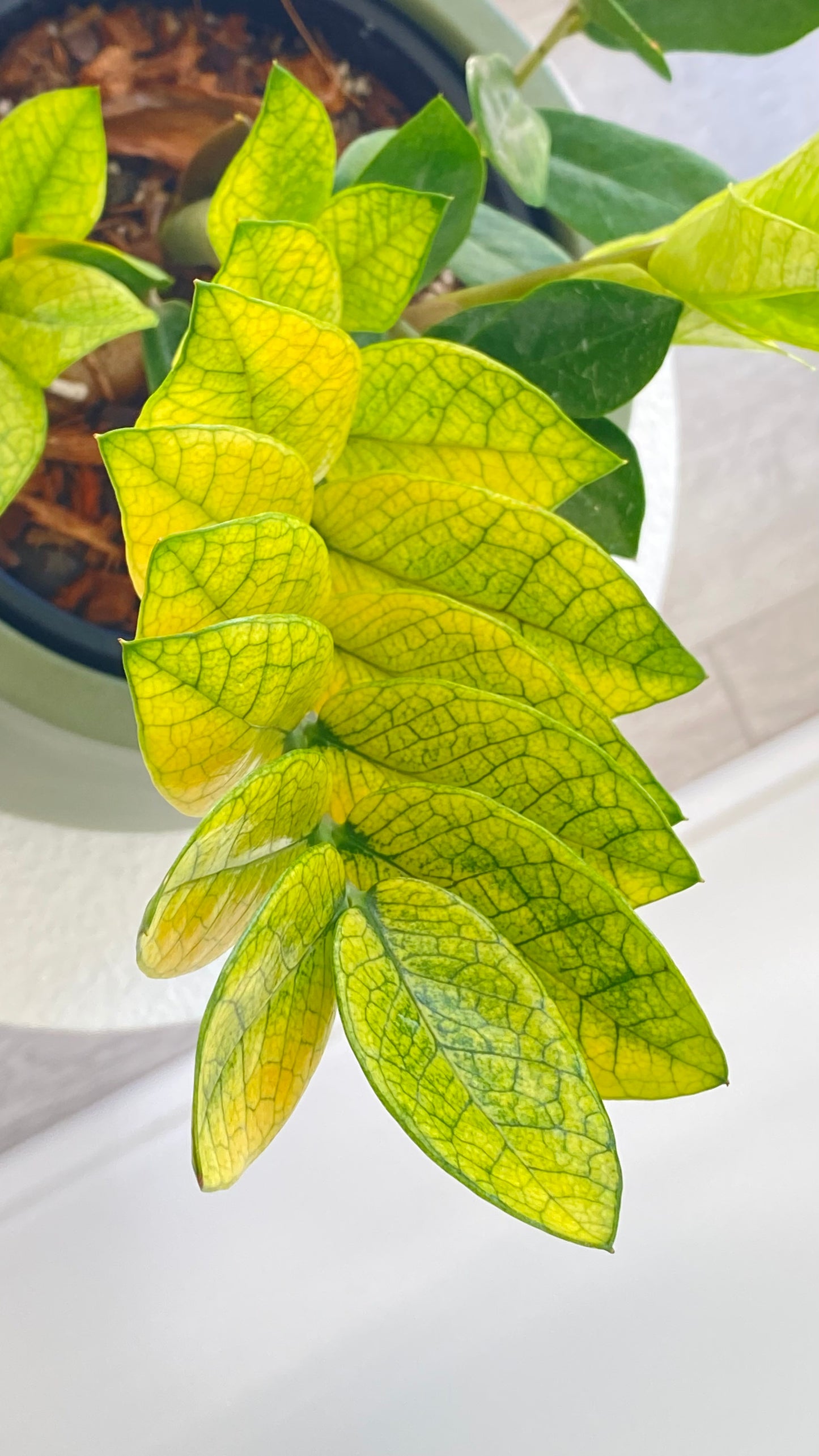 Zamioculcas Zamiifolia - Akebono