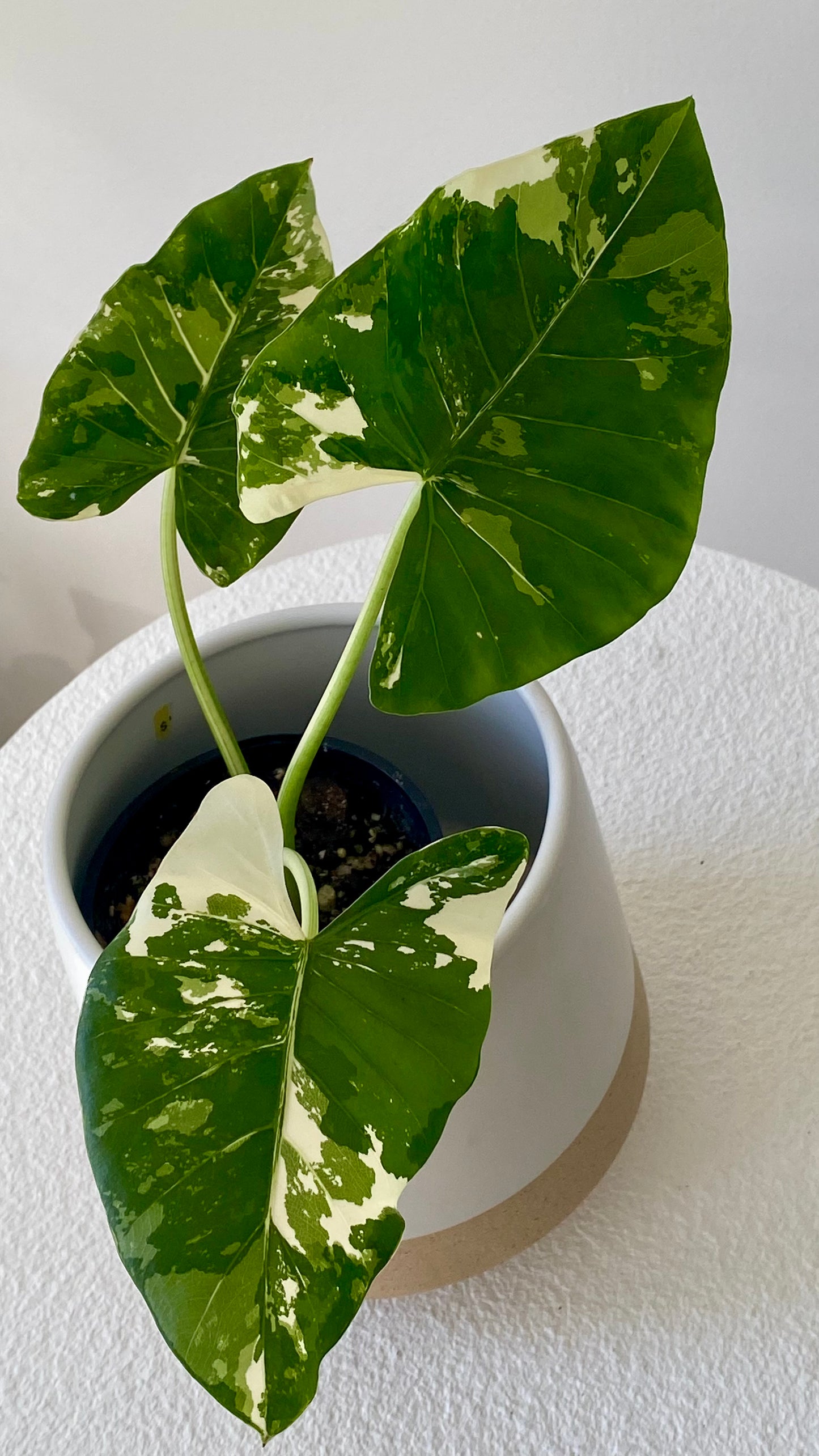 Alocasia maccrorhiza