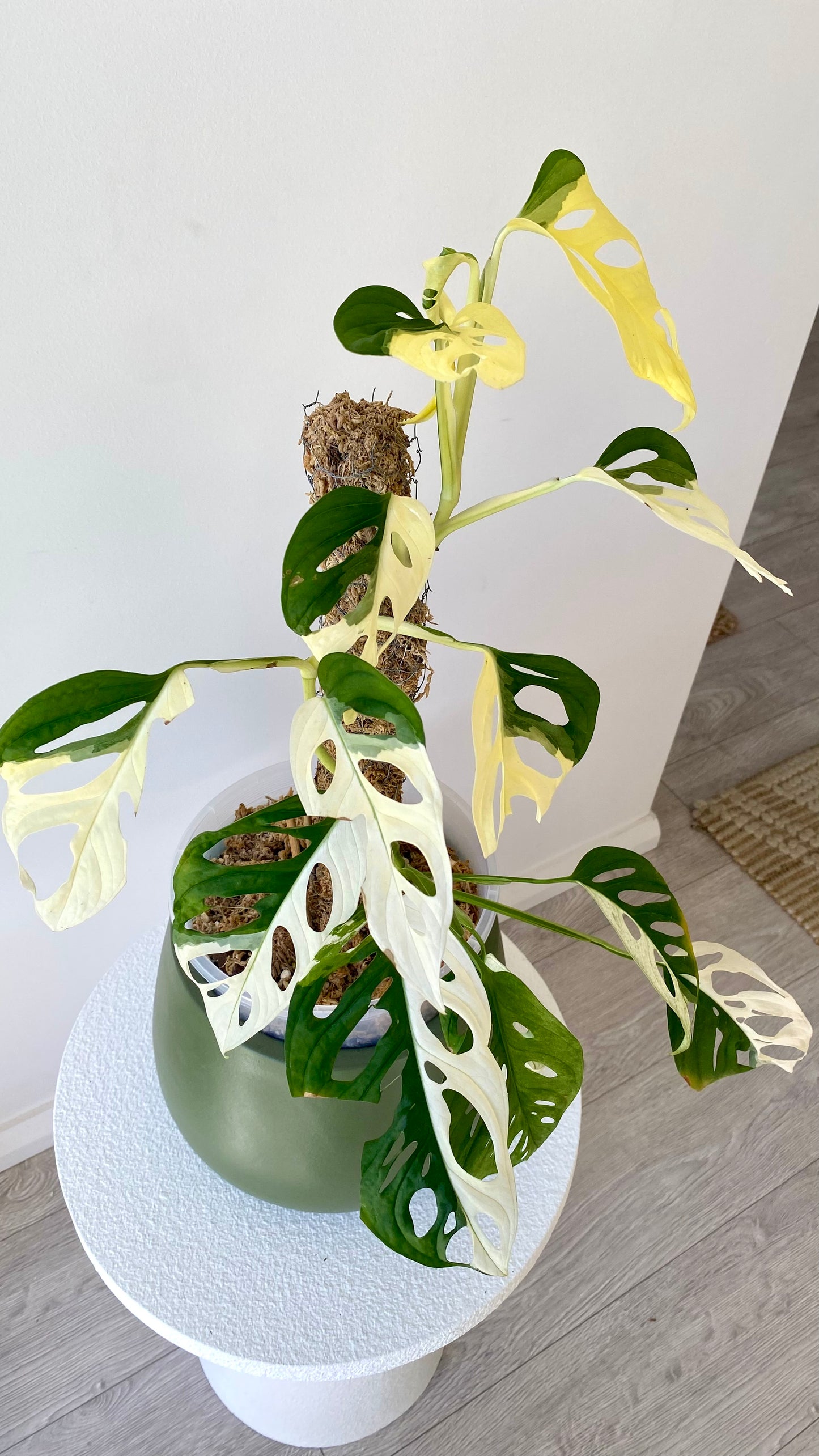 Monstera Adansonii Variegated