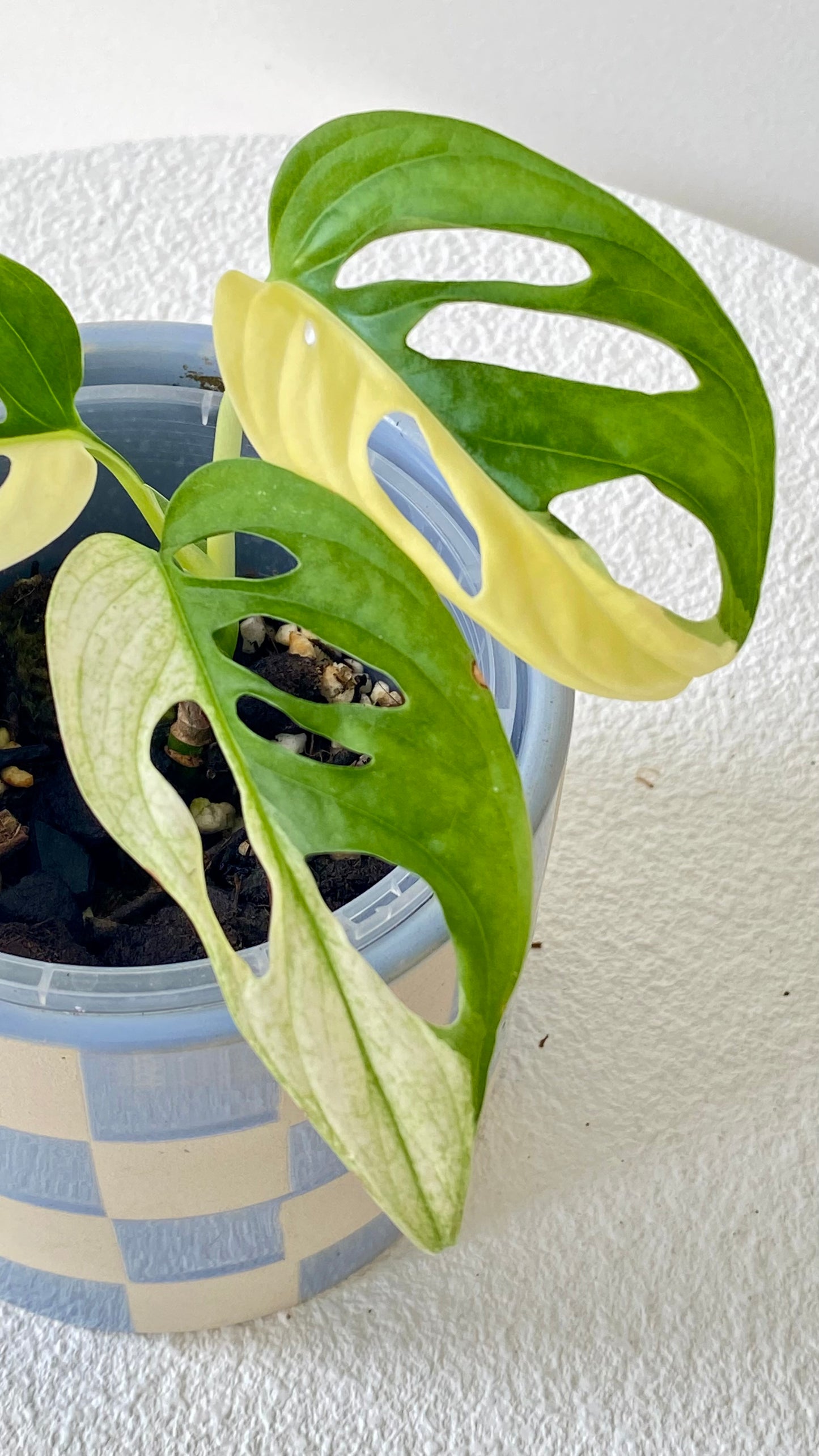 Monstera Adansonii Variegated
