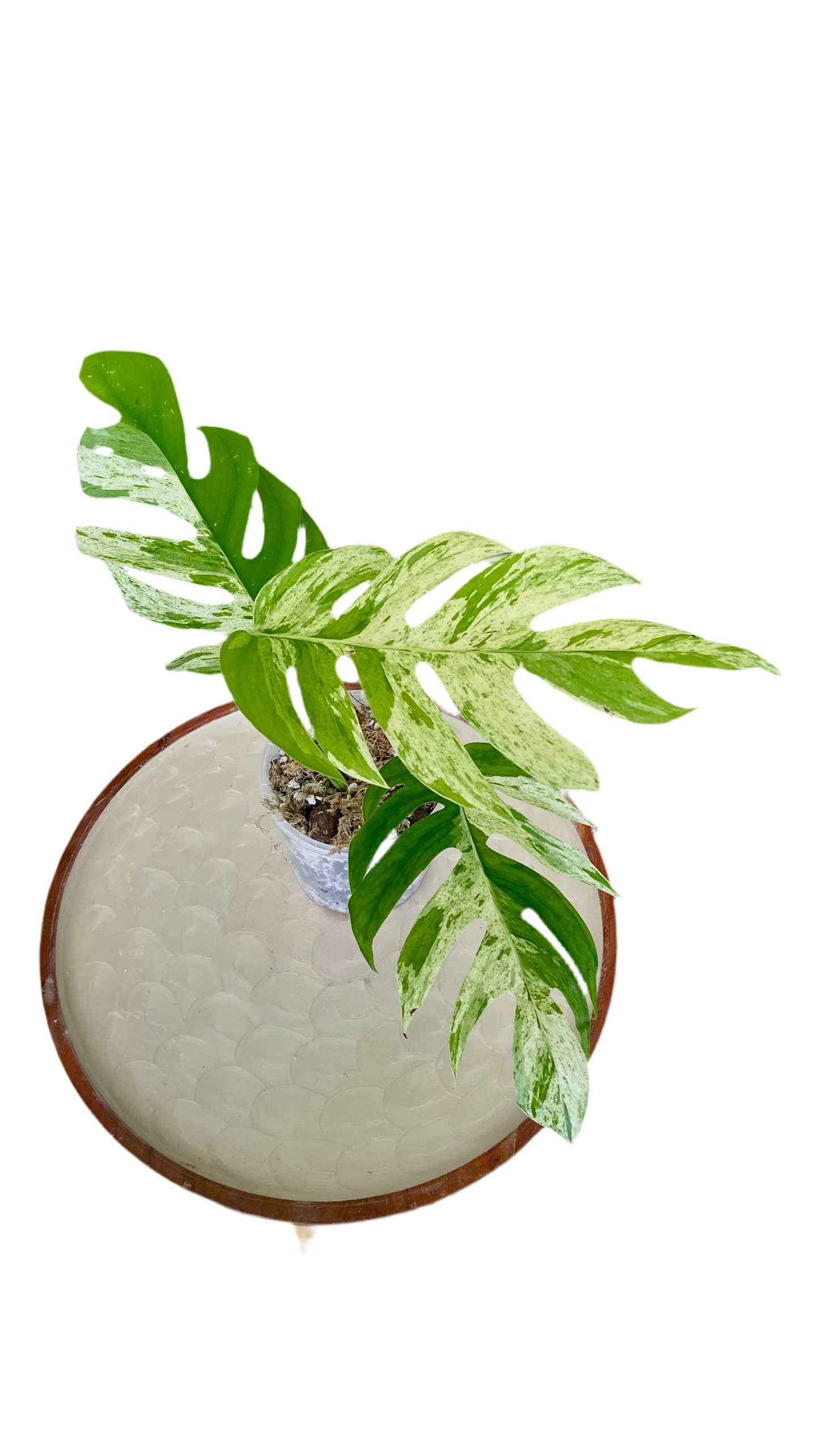 Epipremnum Pinnatum Marble Variegated