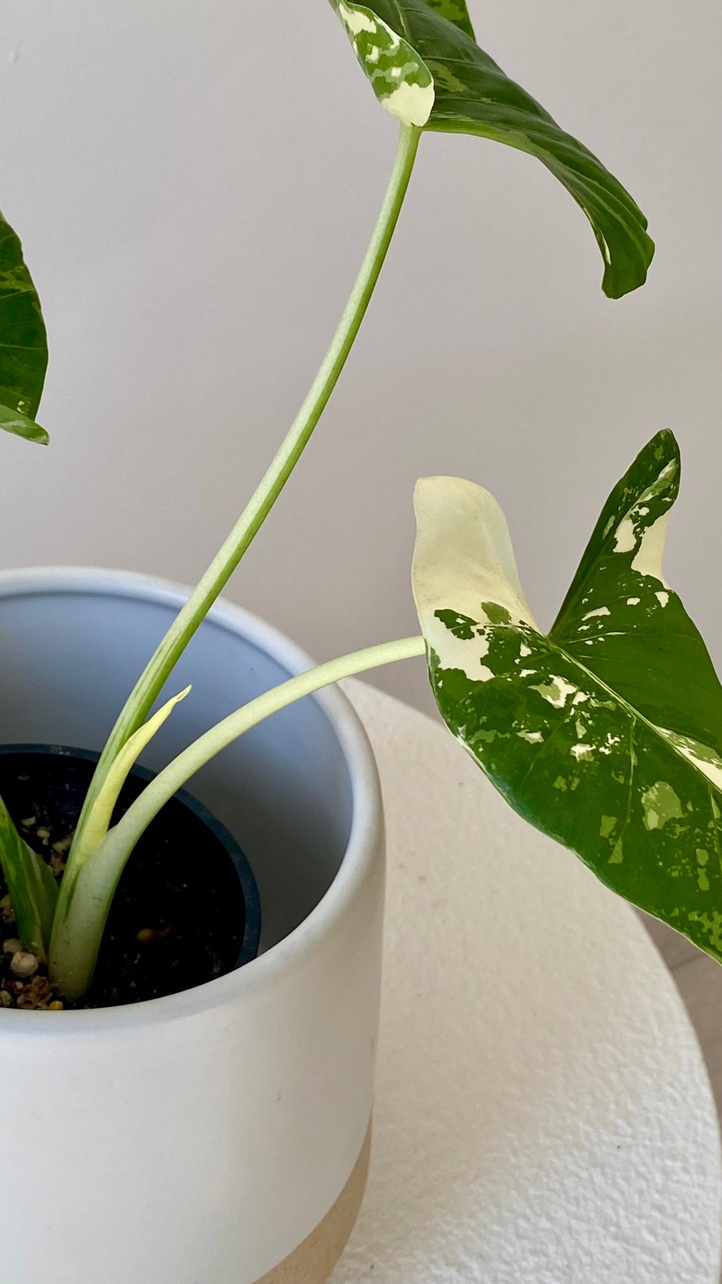 Alocasia maccrorhiza