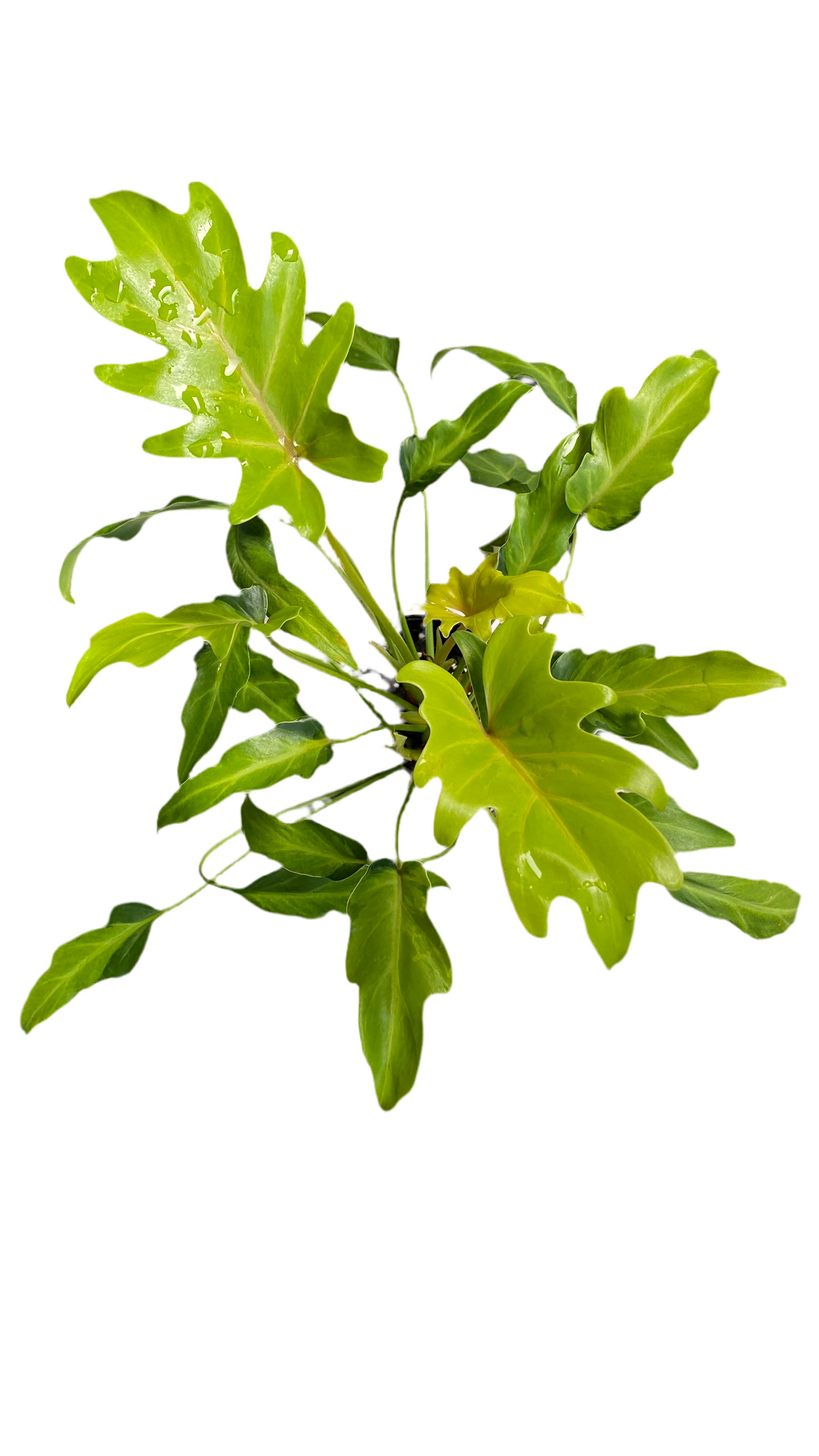 Philodendron Xanadu Variegated