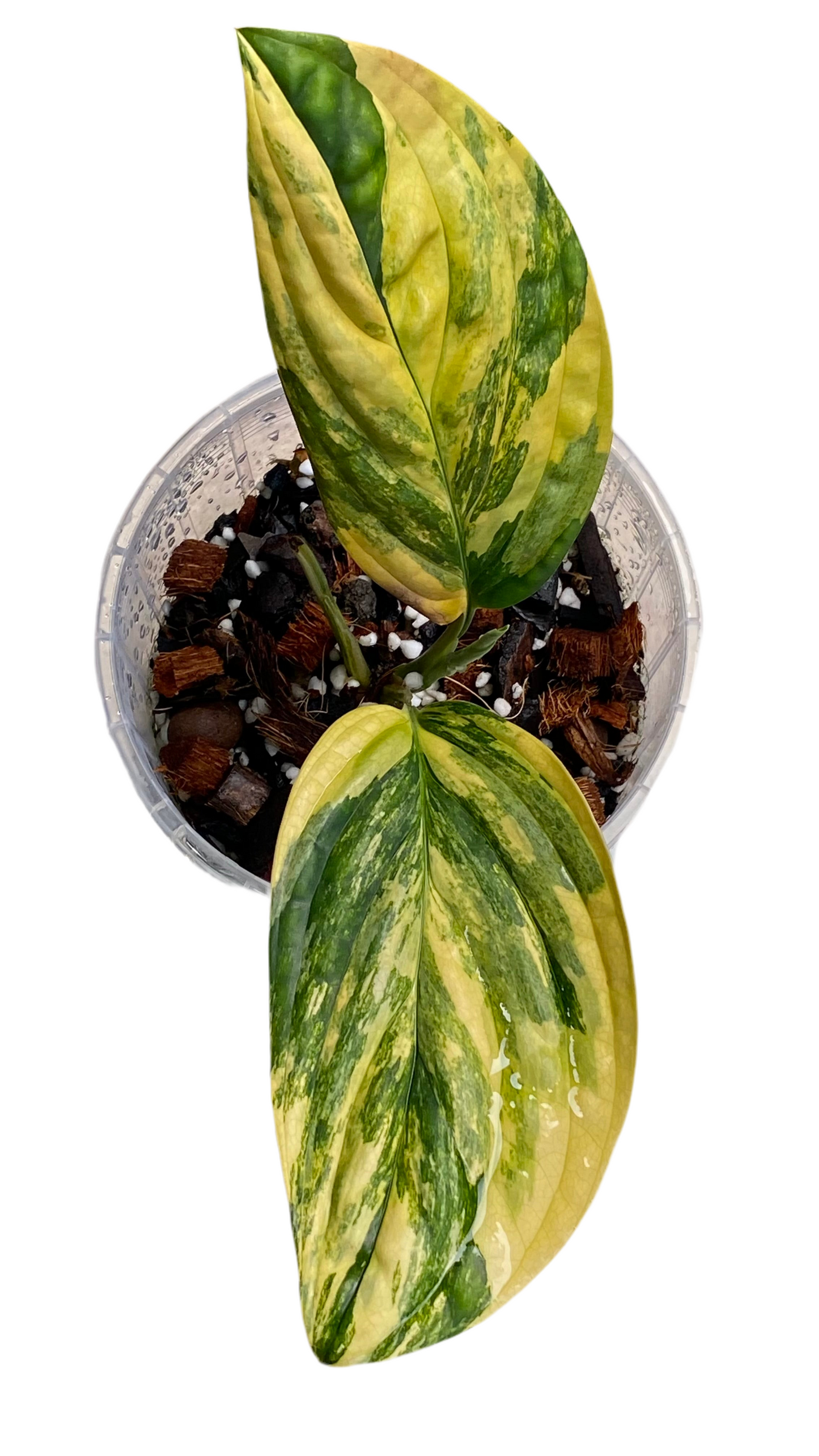 Monstera Peru Variegated