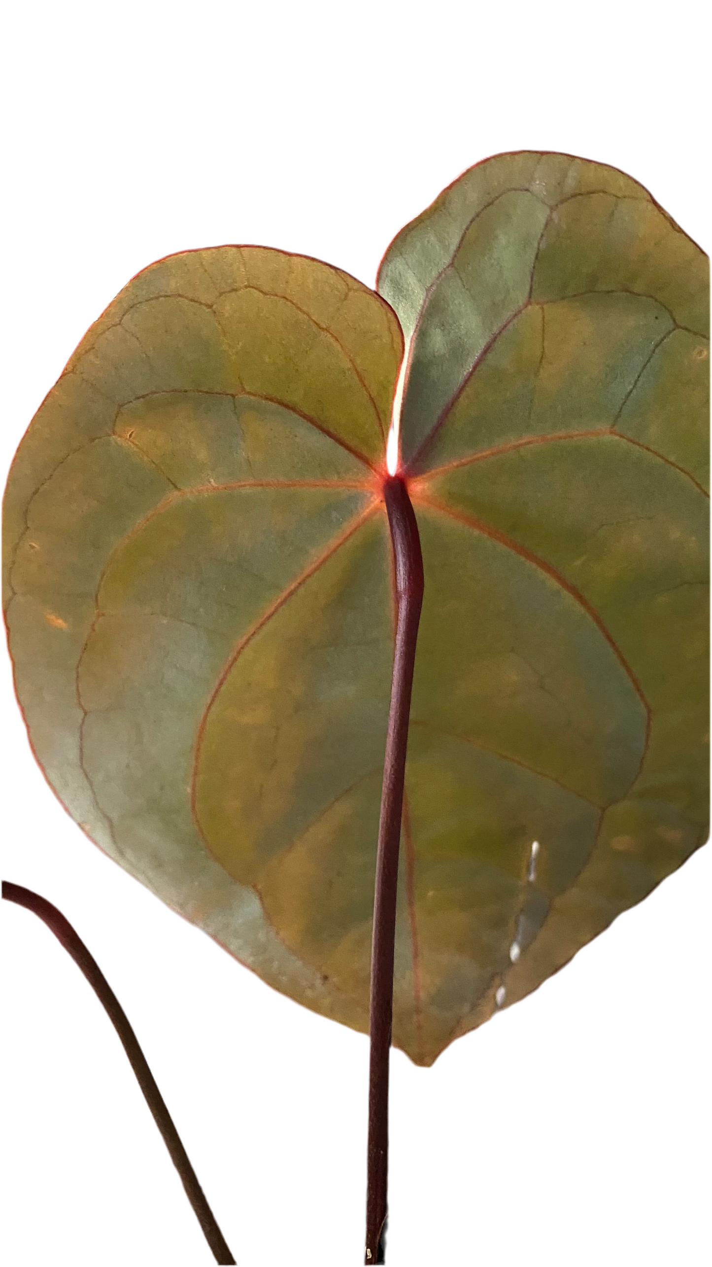 Anthurium Hoffmannii Red Sinus 'Blood Moon'