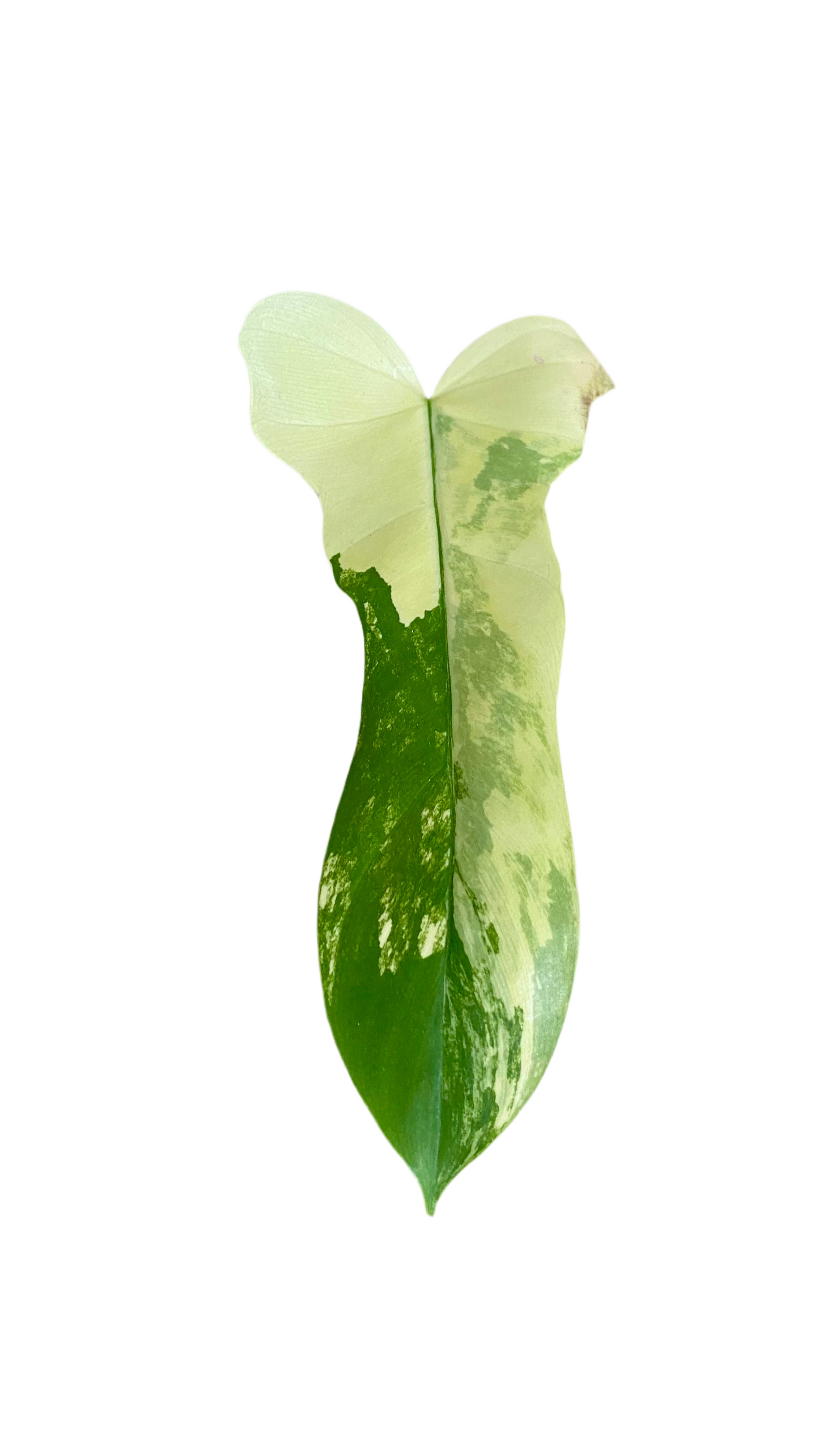 Philodendron Beauty * P. Mayoi Variegated