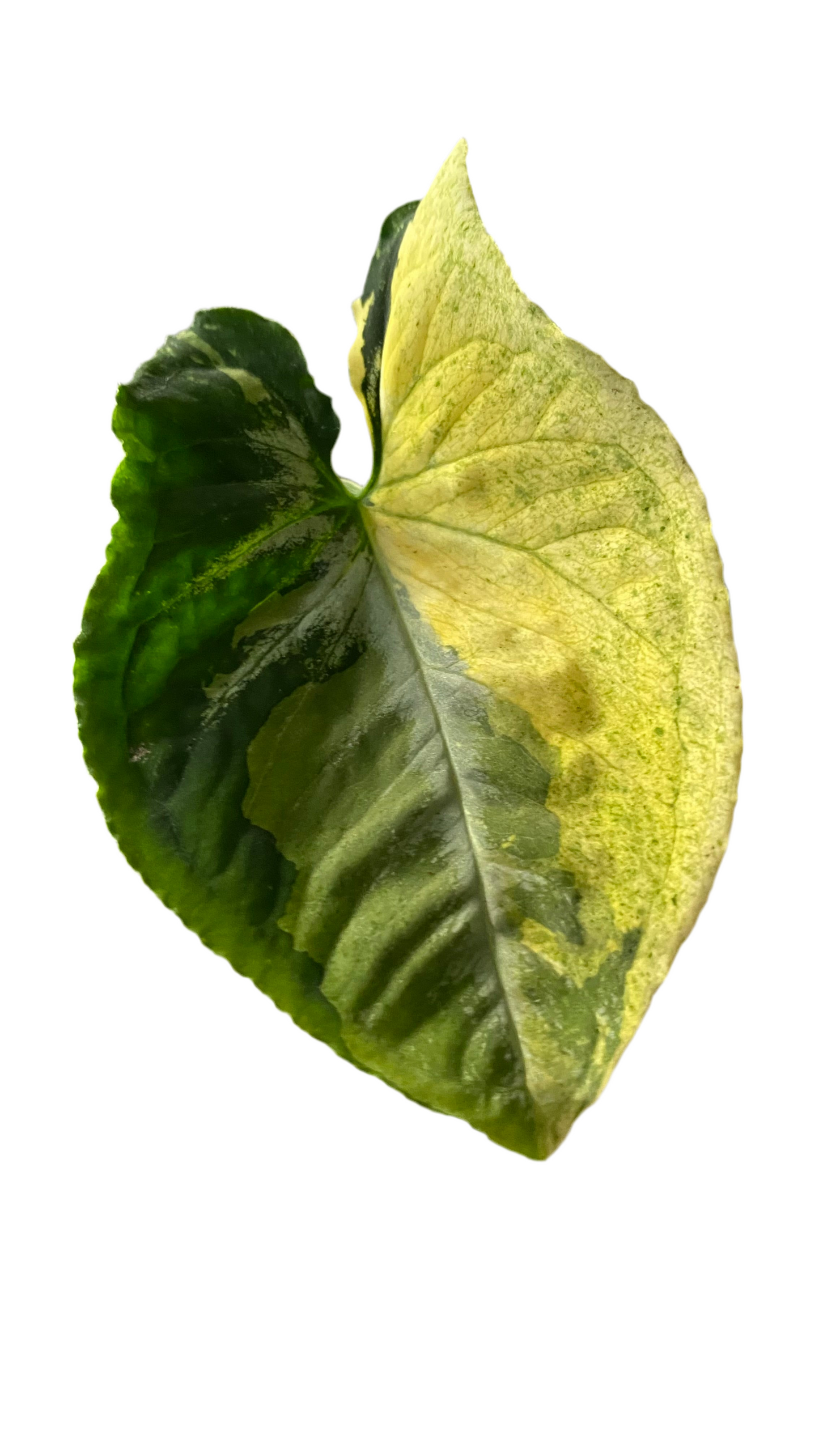 Syngonium Scrambled Eggs