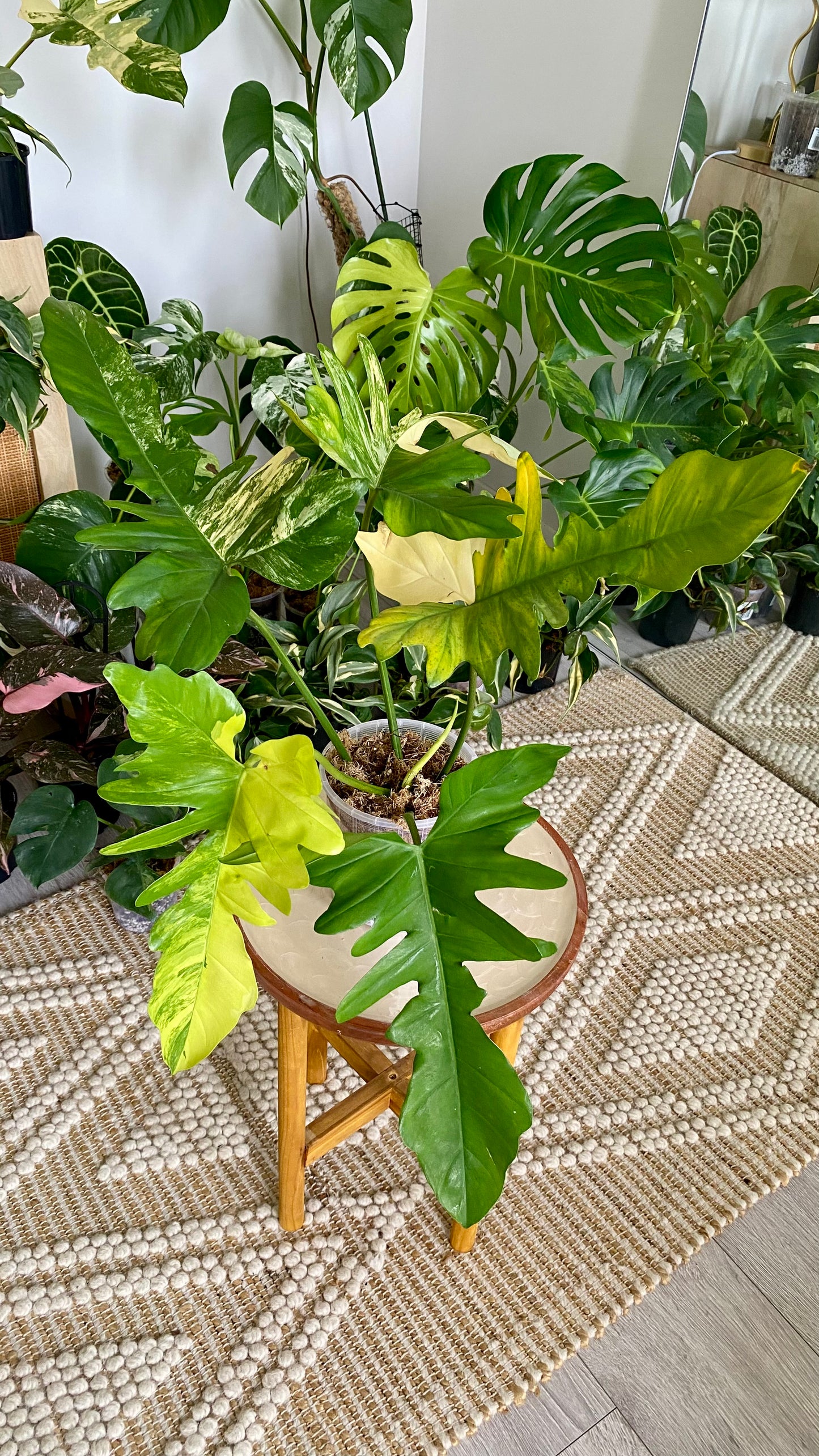 Philodendron Beauty * P. Mayoi Variegated