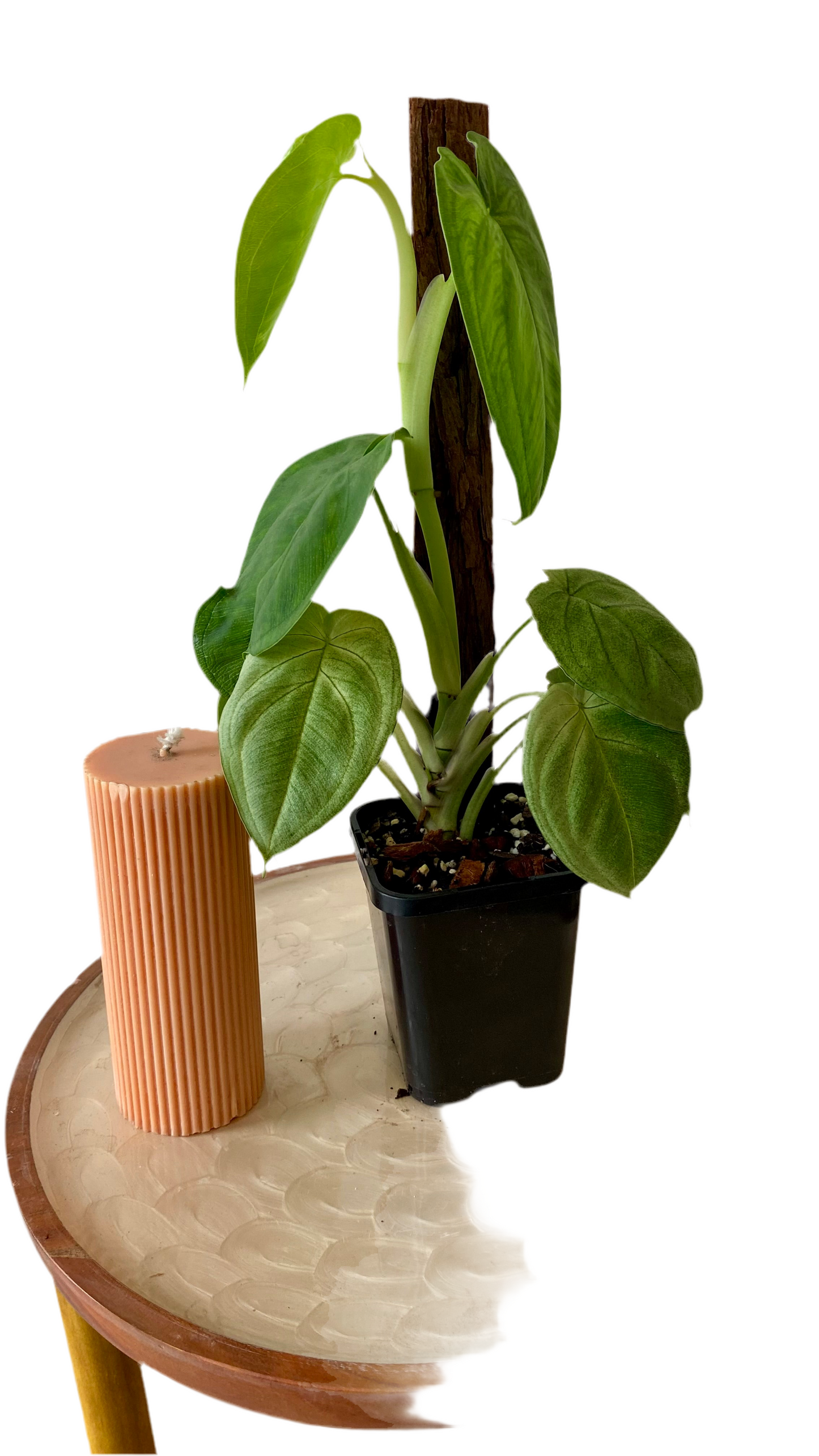 Syngonium Frosted Heart