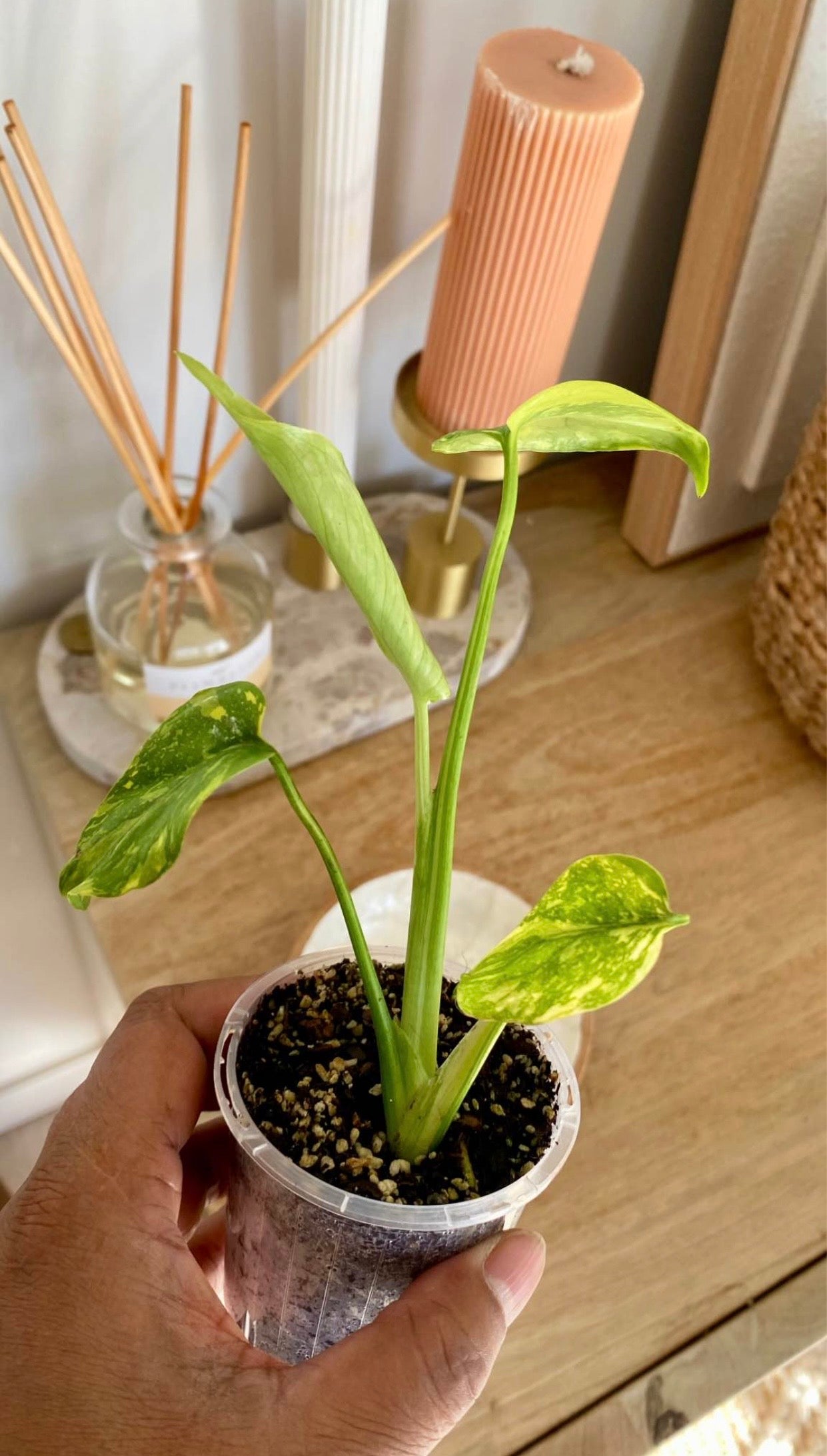 Monstera Electrolytet