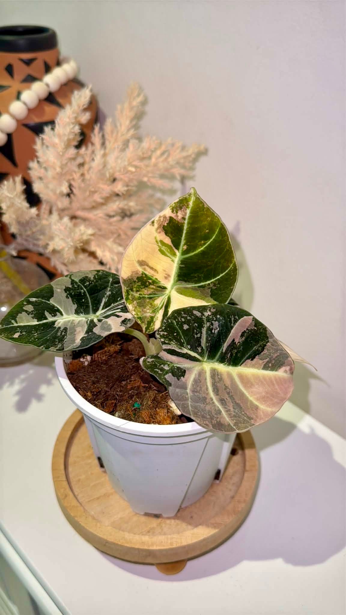 Alocasia Black Velvet Pink Variegated