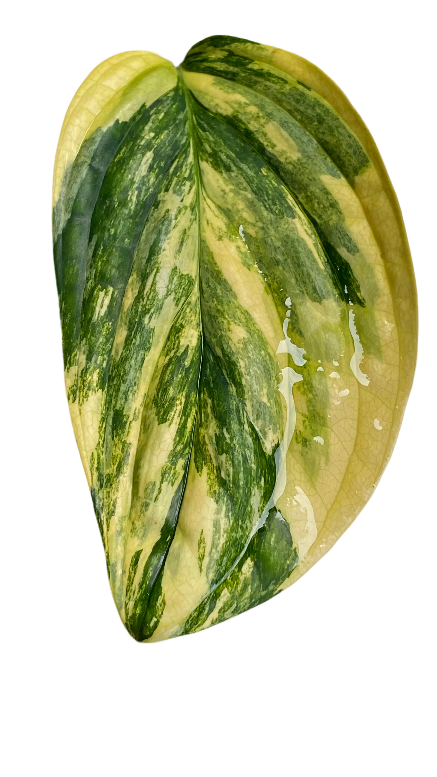 Monstera Peru Variegated