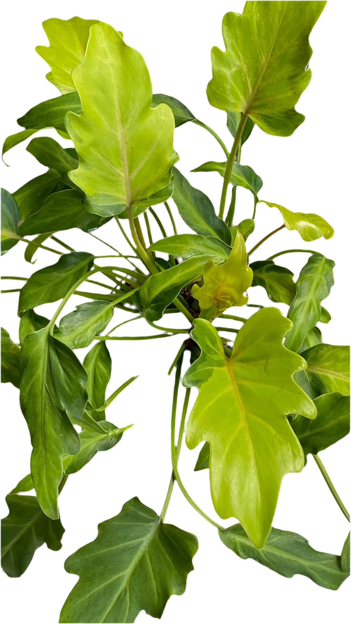 Philodendron Xanadu Variegated