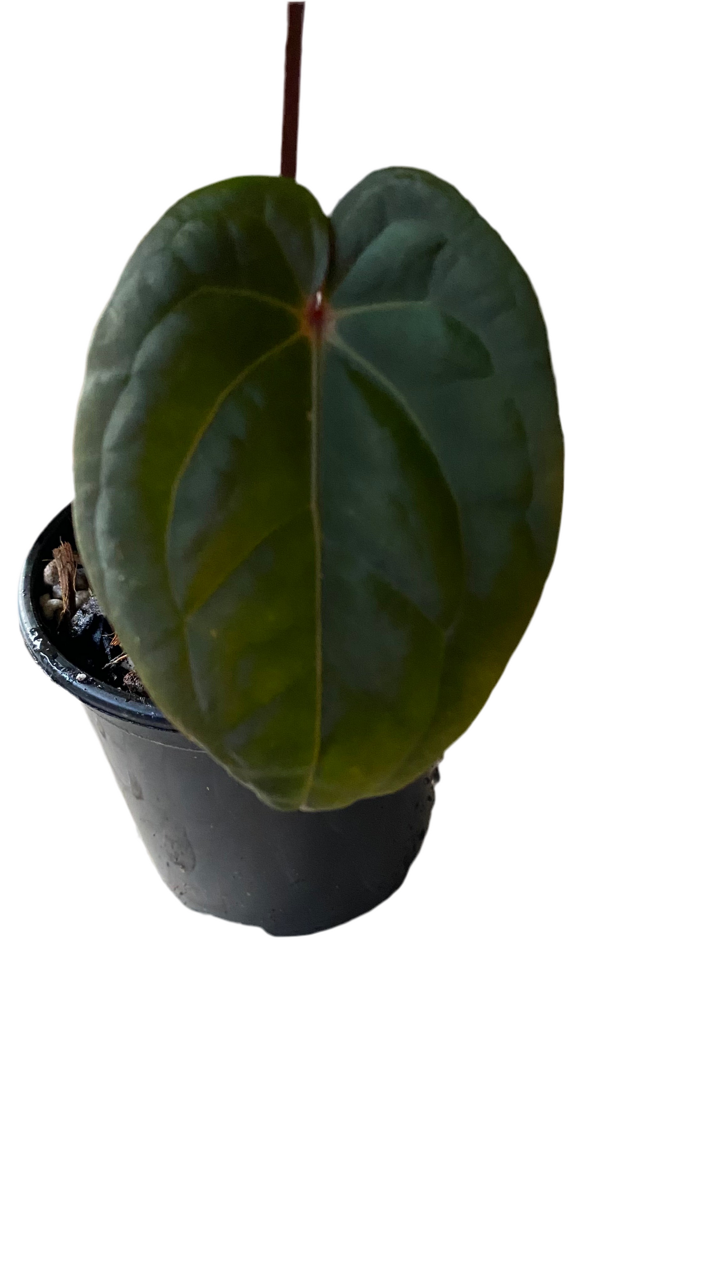 Anthurium Hoffmannii Red Sinus 'Blood Moon'