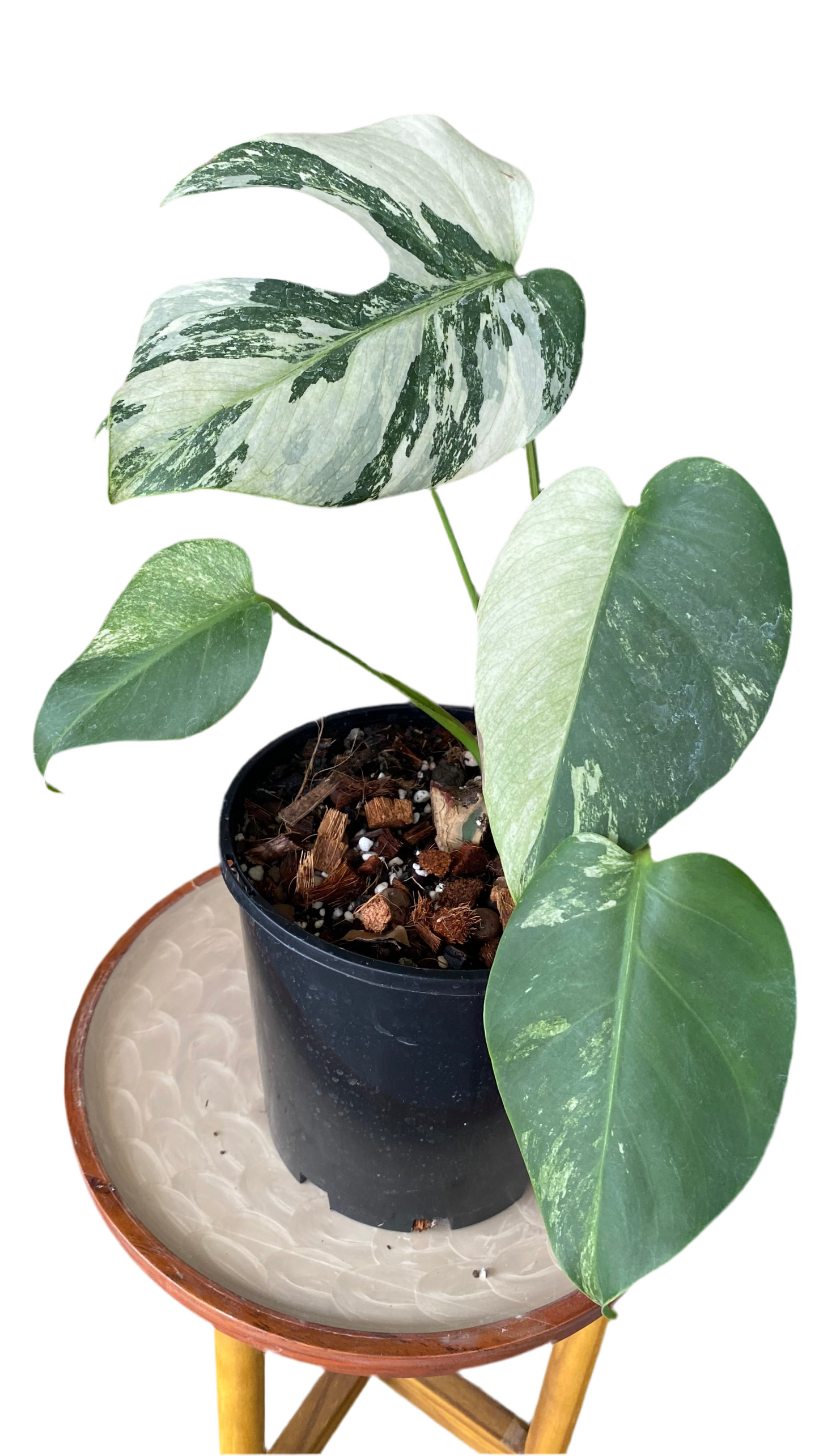 Monstera Jungle Mint