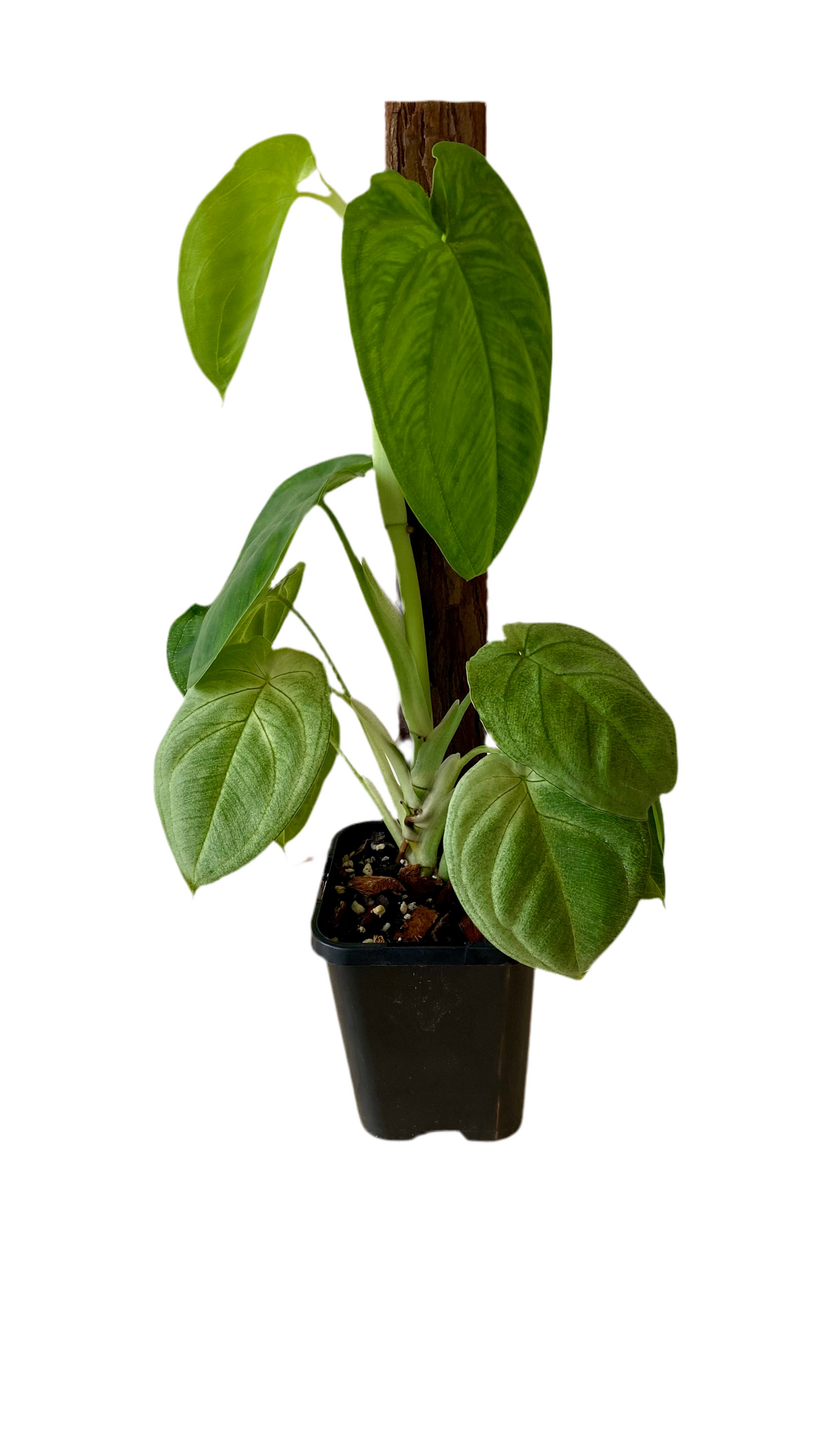 Syngonium Frosted Heart