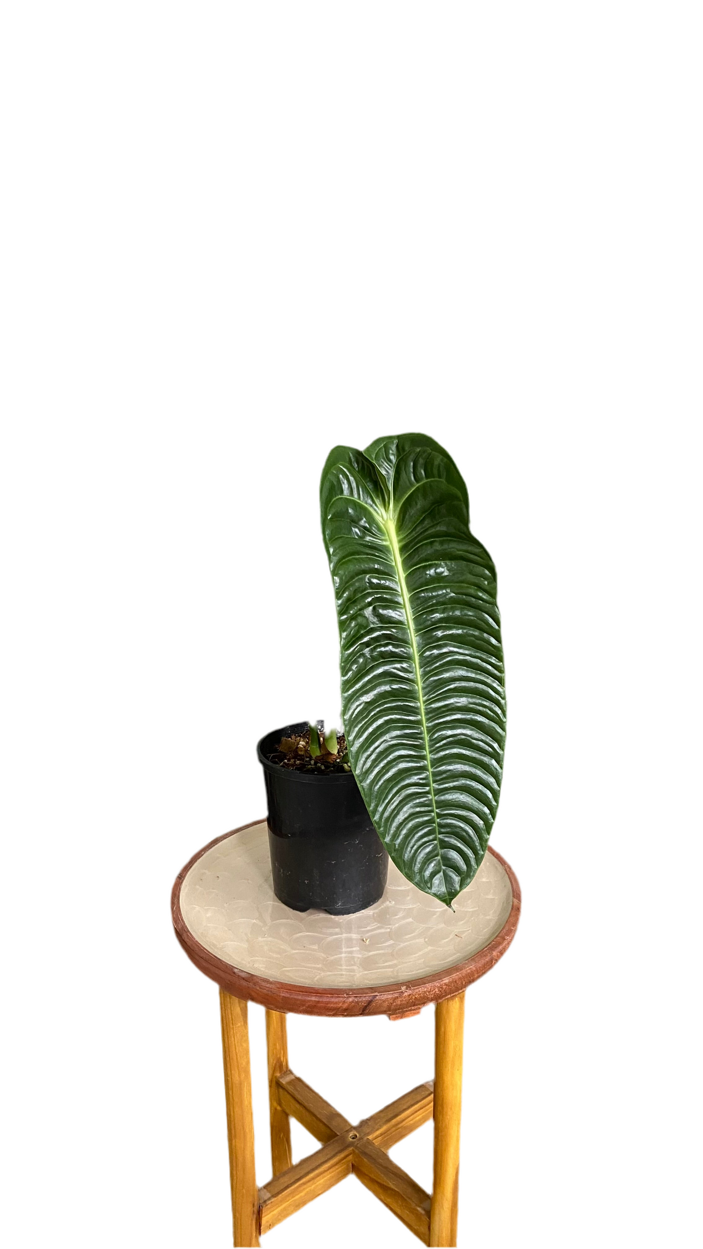 Anthurium Vietchii - King of Anthuriums