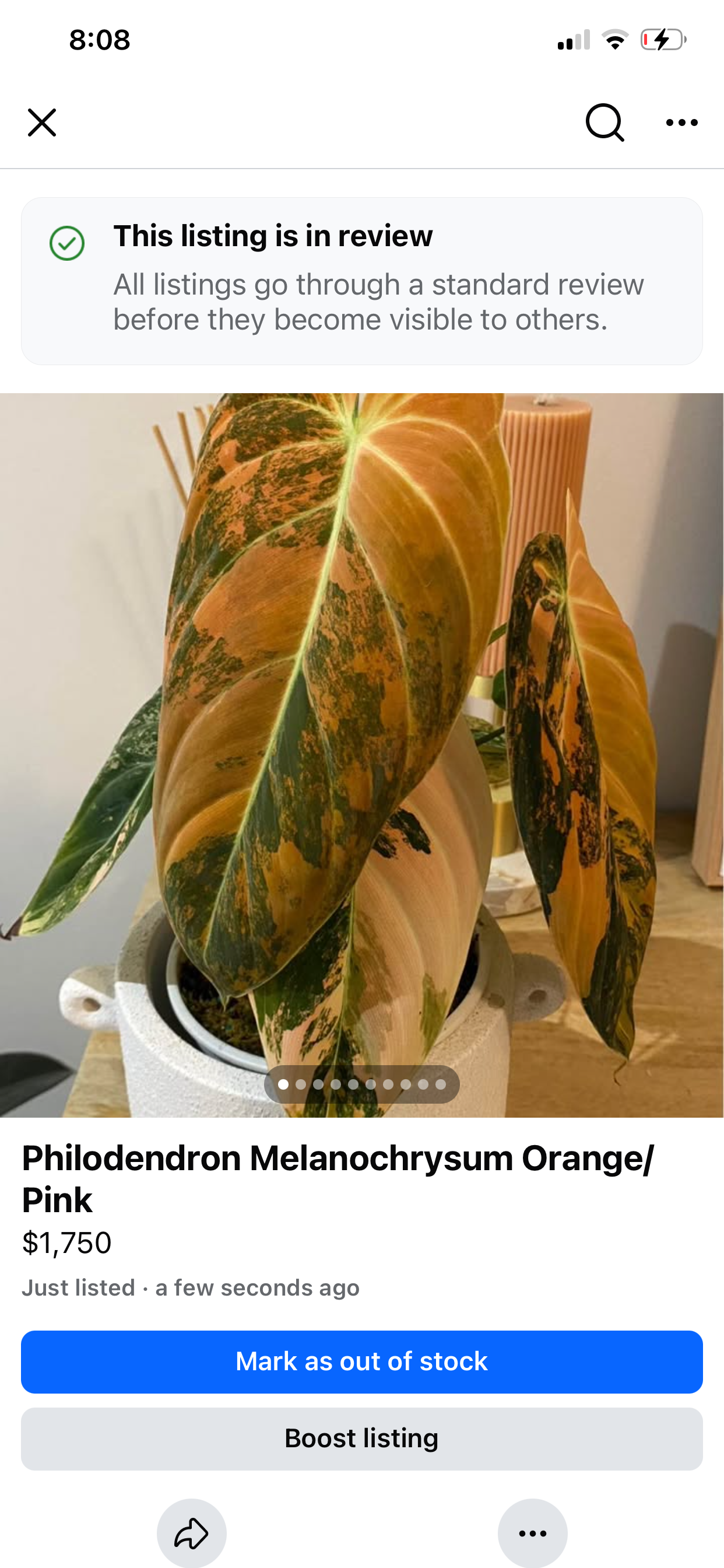 Philodendron Melanochrysum Orange/ Pink Variegated