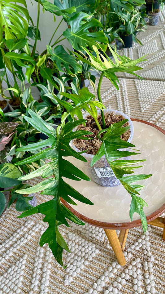Philodendron Florida Beauty x P. Totum Variegated