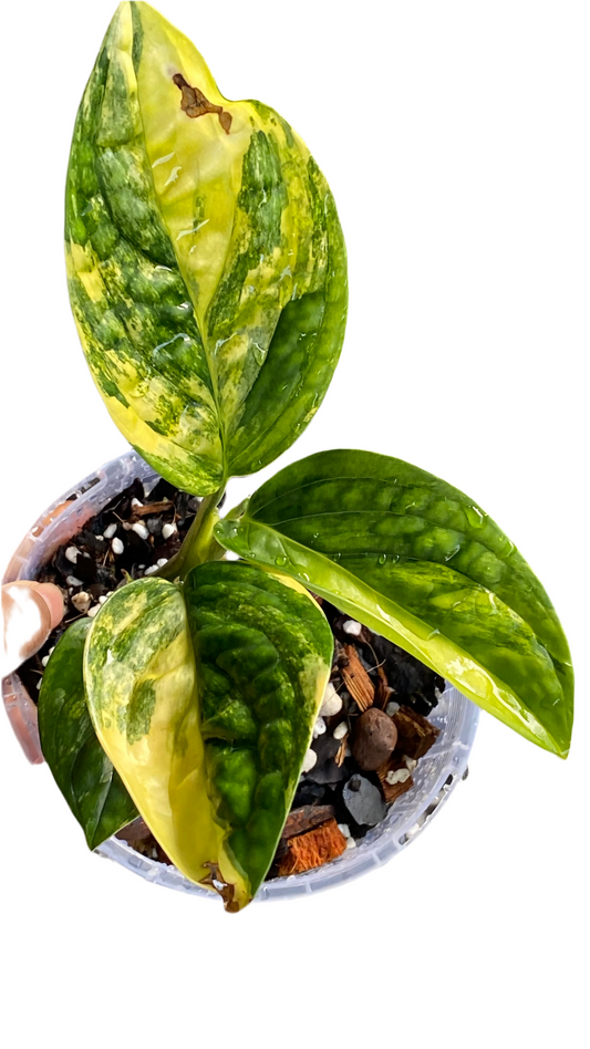 Monstera Peru Variegated