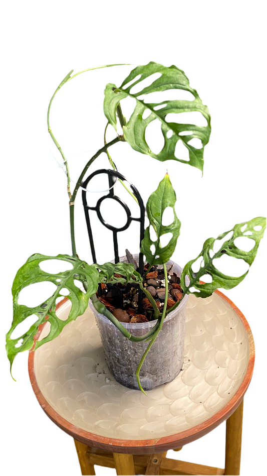 Monstera Obliqua - Peru