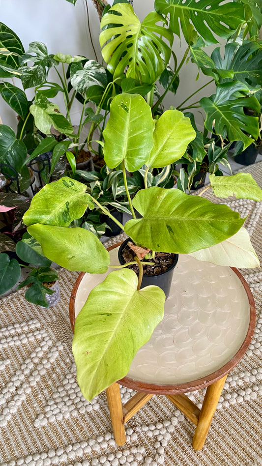 Philodendron Snowdrift