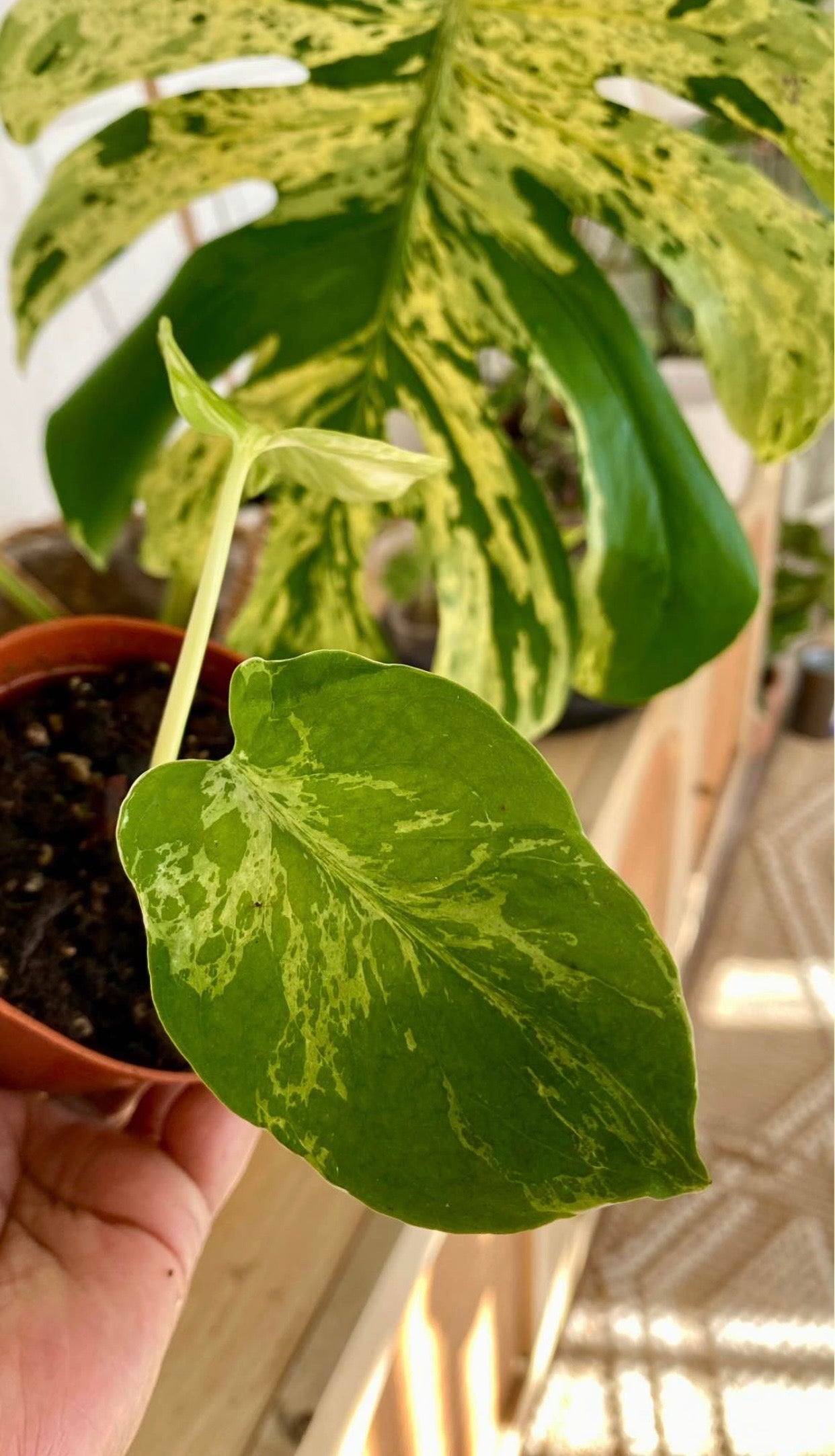 Monstera Bulbarsaur