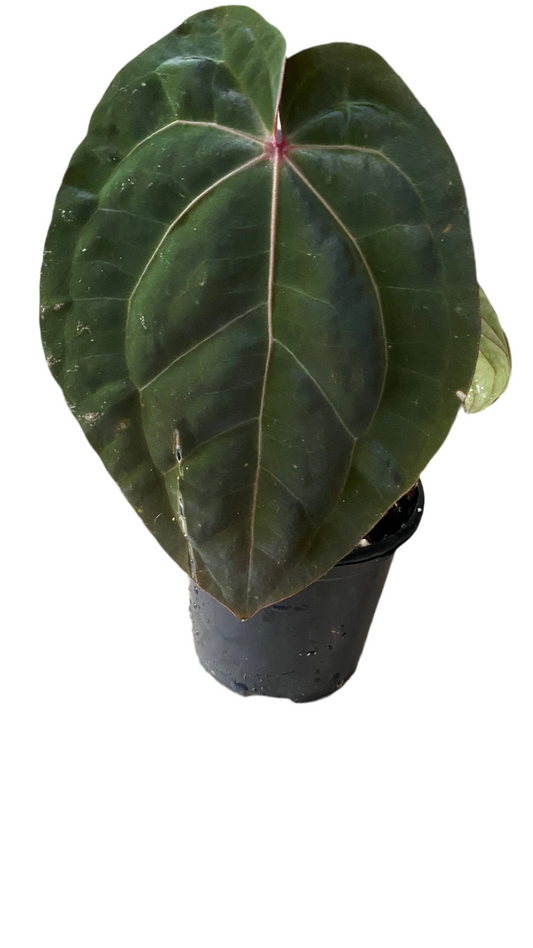 Anthurium Hoffmannii Red Sinus  'Blood Moon'