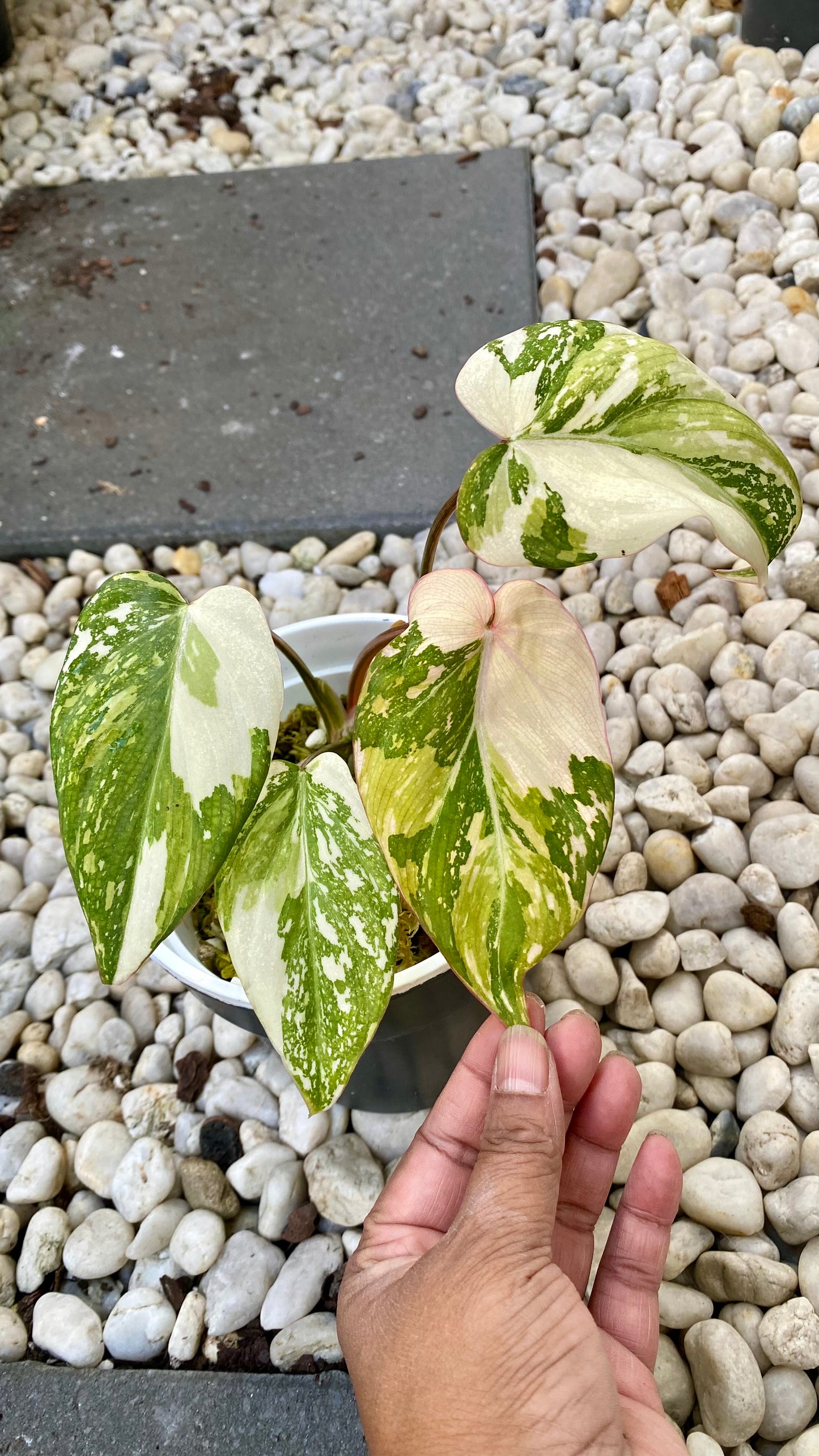 Philodendron Gloriosum Variegated