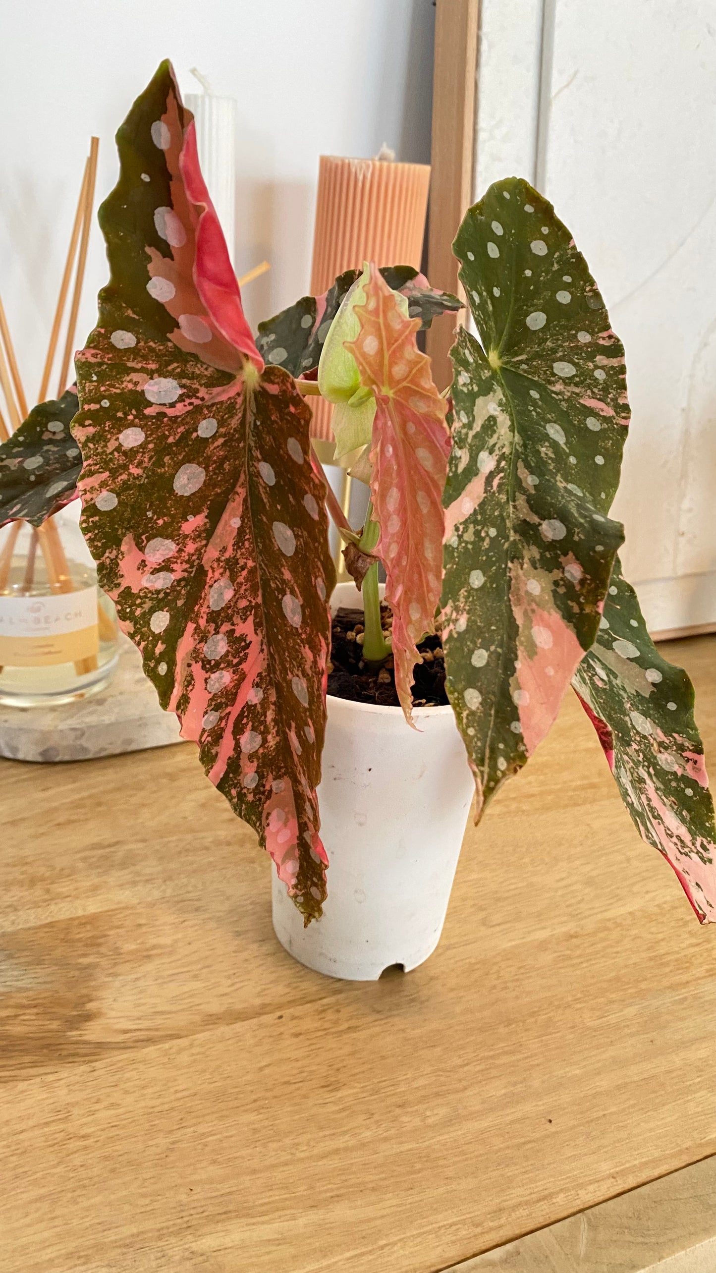 Begonia Maculata variegated