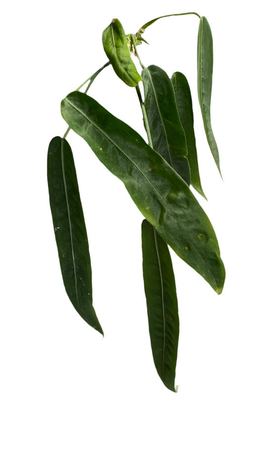 Anthurium Pallidiflorum