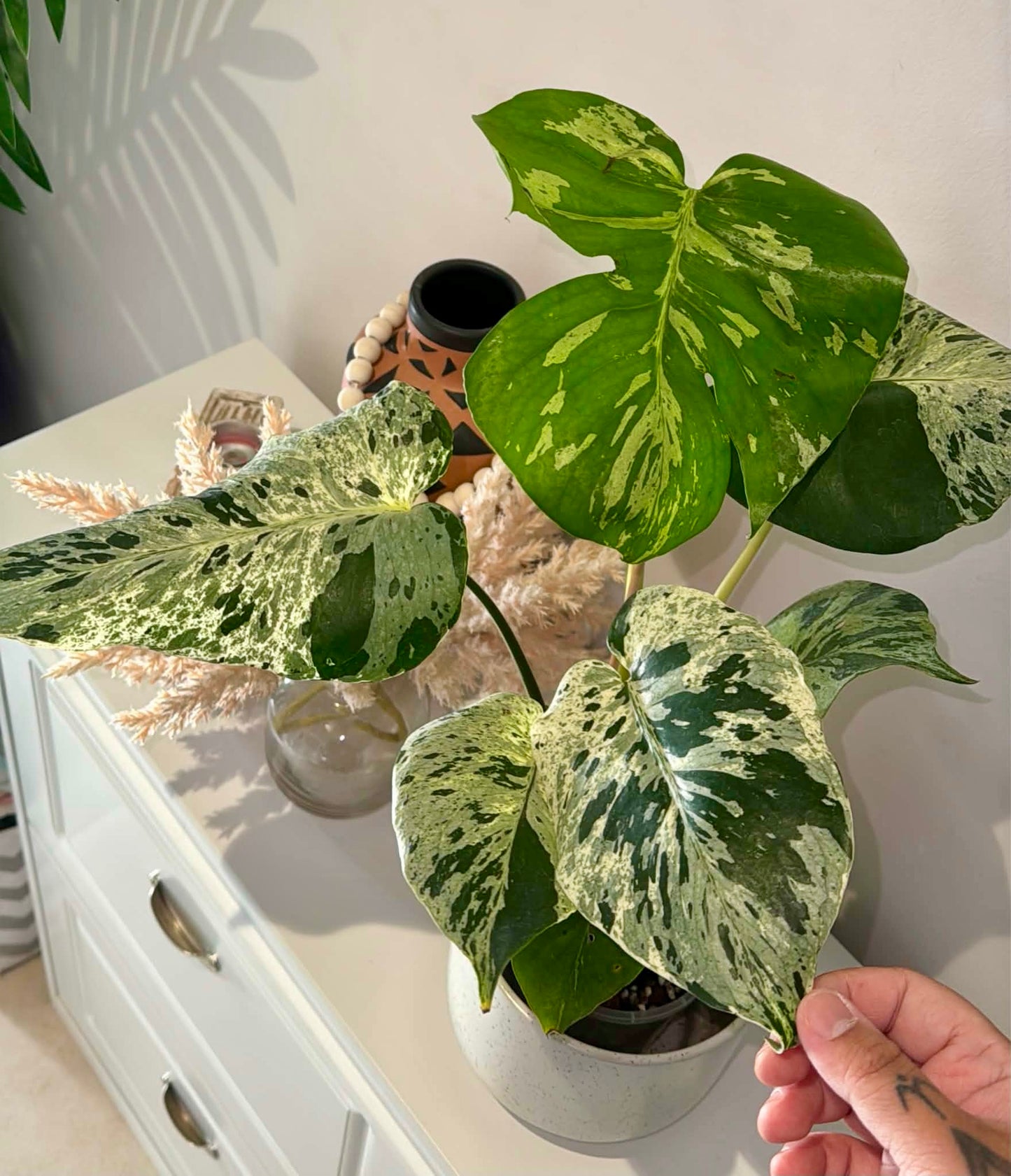 Monstera Bulbasaur