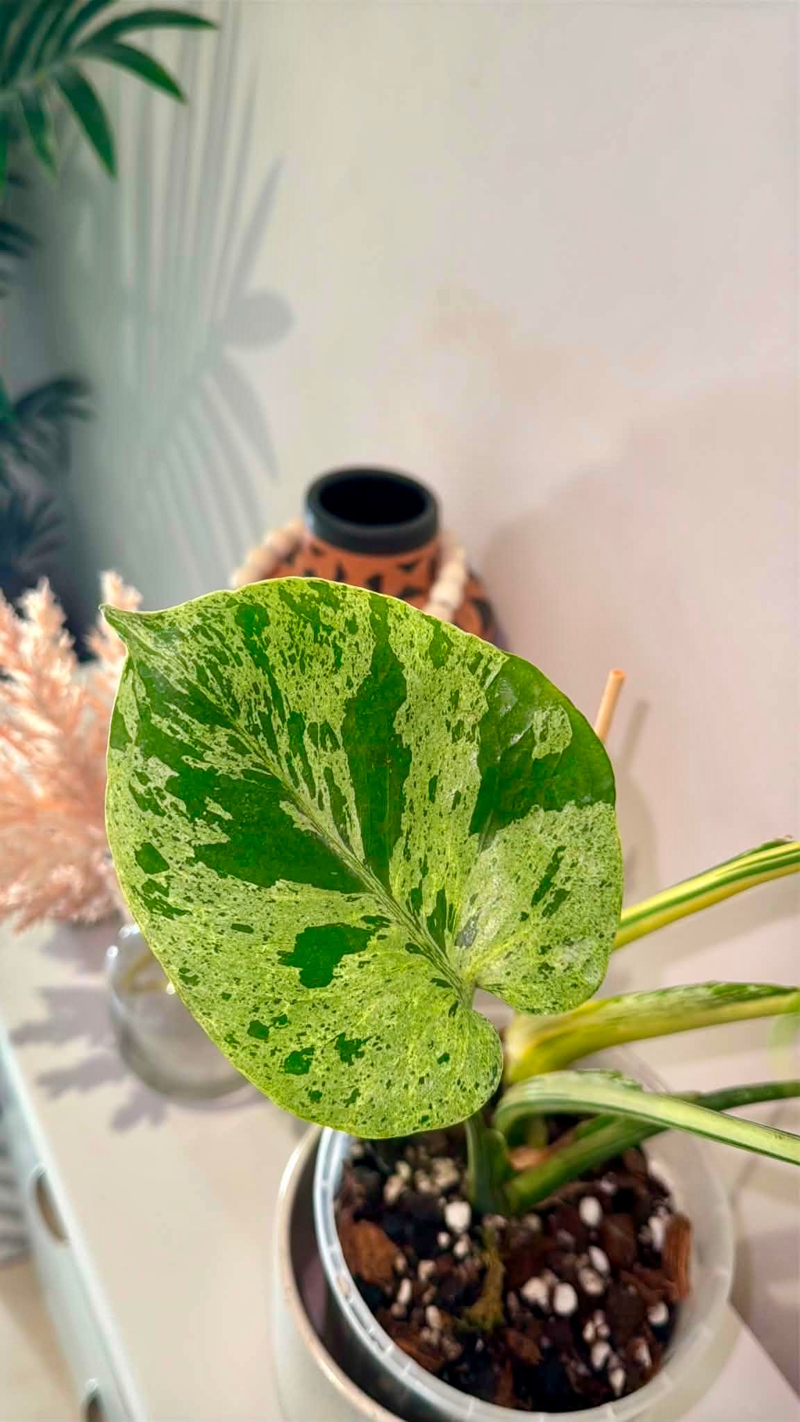 Monstera Bulbasaur