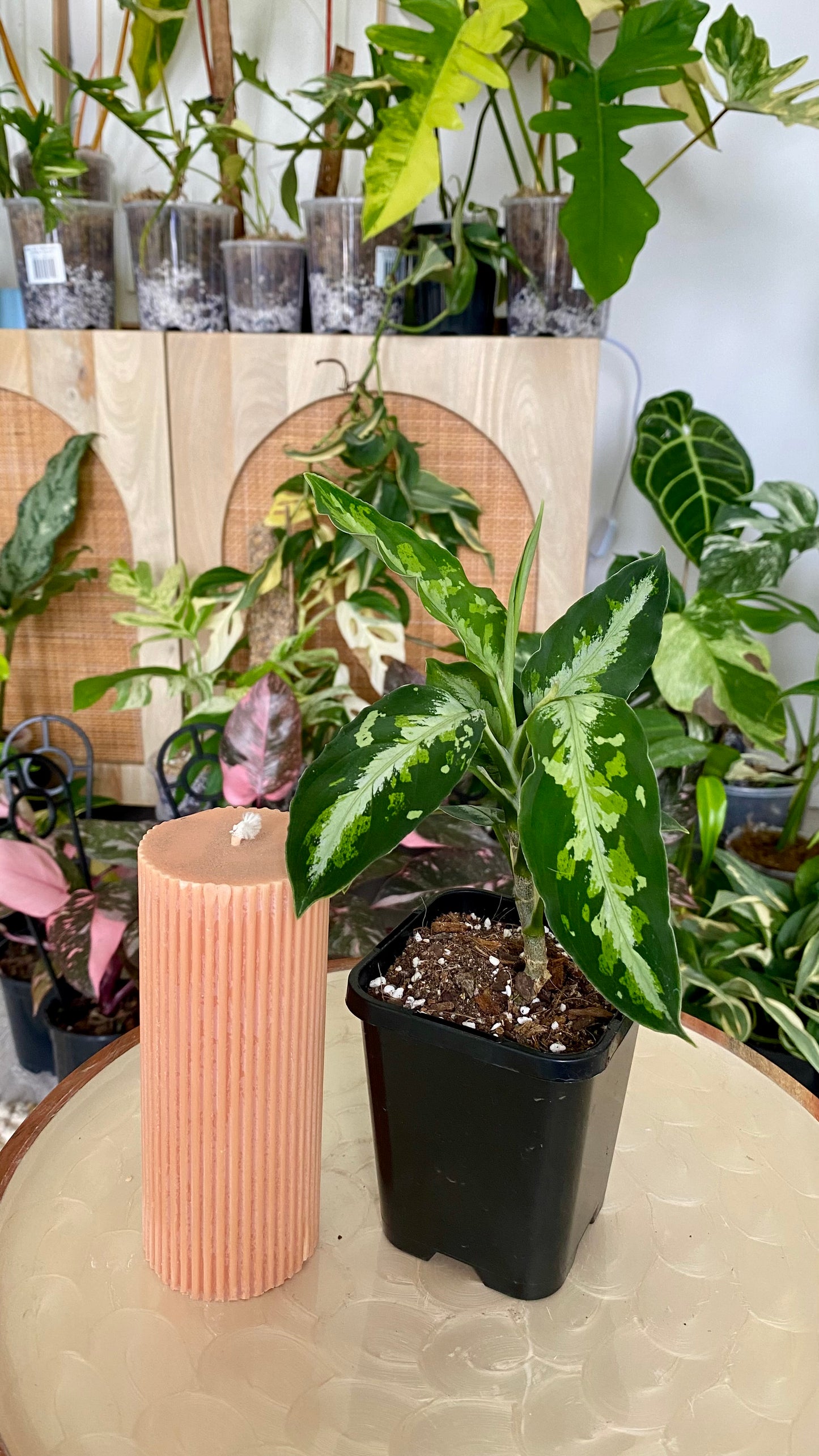 Aglaonema Pictum Tricolour