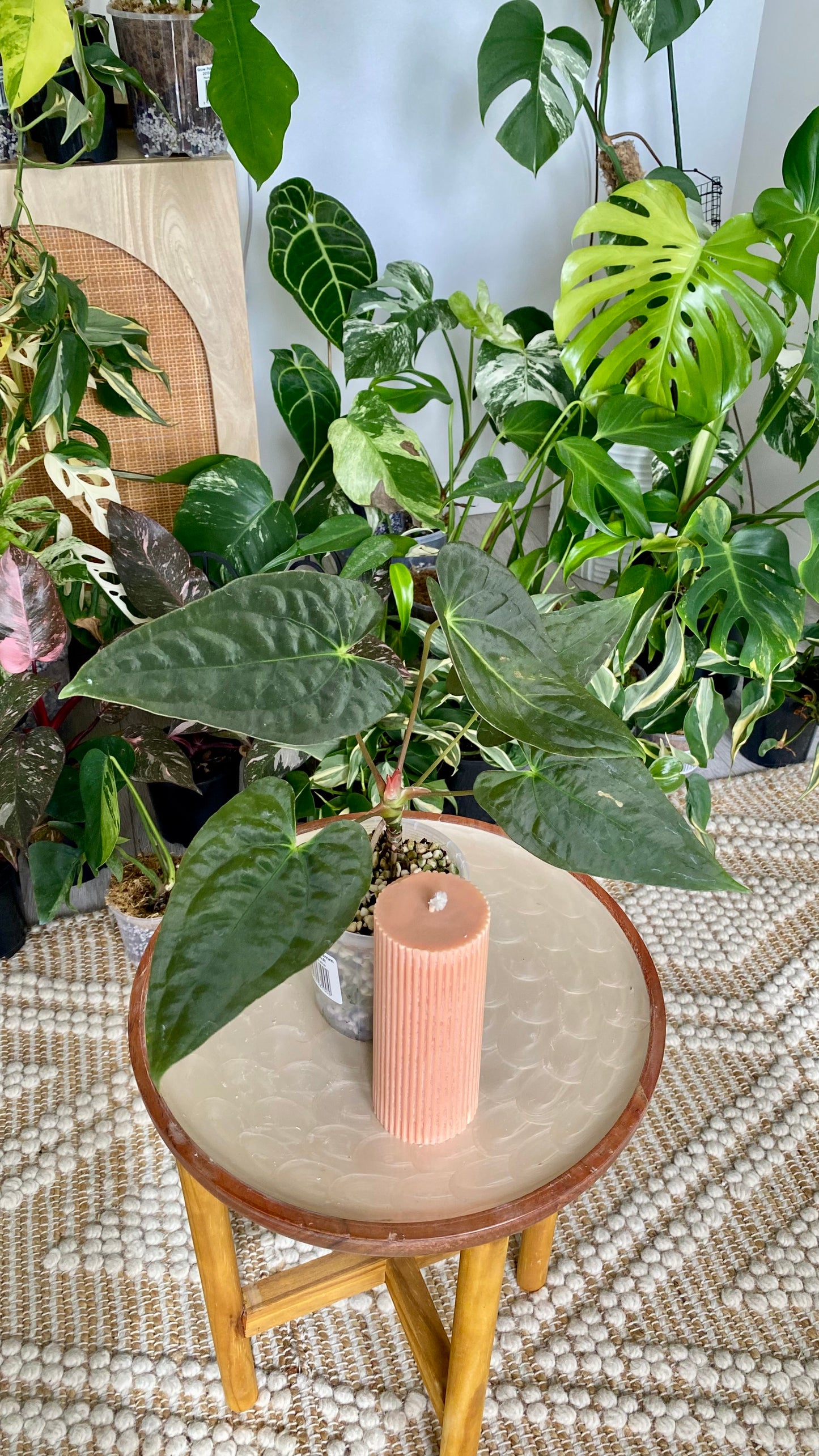 Anthurium Papillilaminum x Dressleri