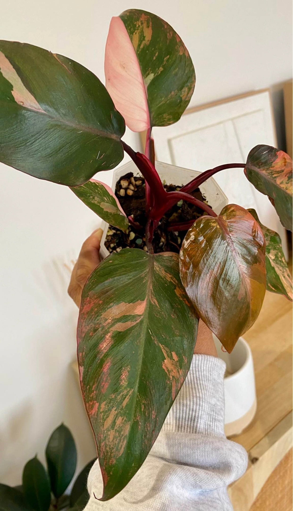 Philodendron Fire Princess