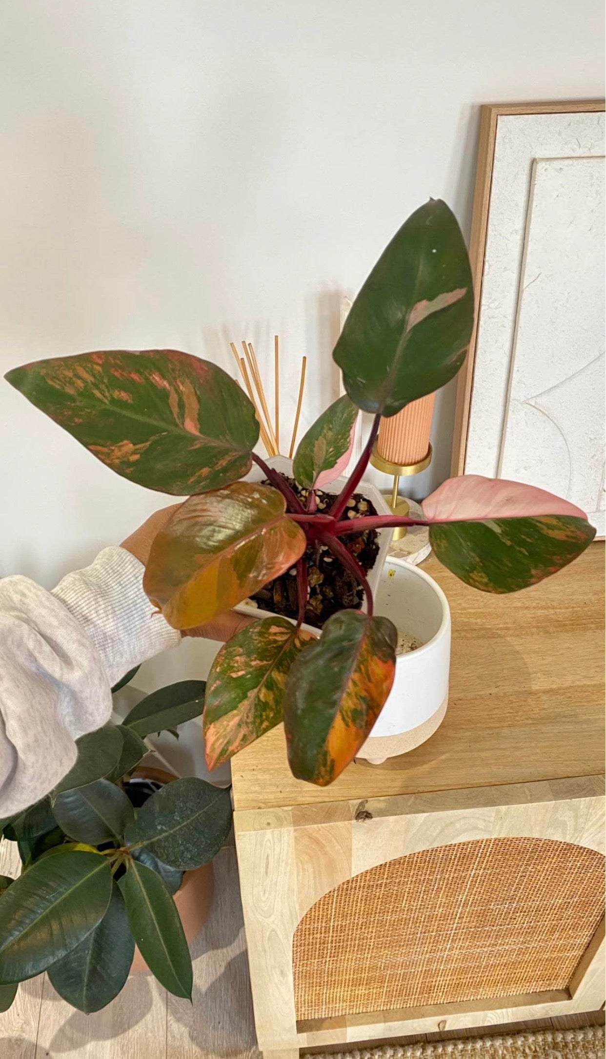 Philodendron Fire Princess