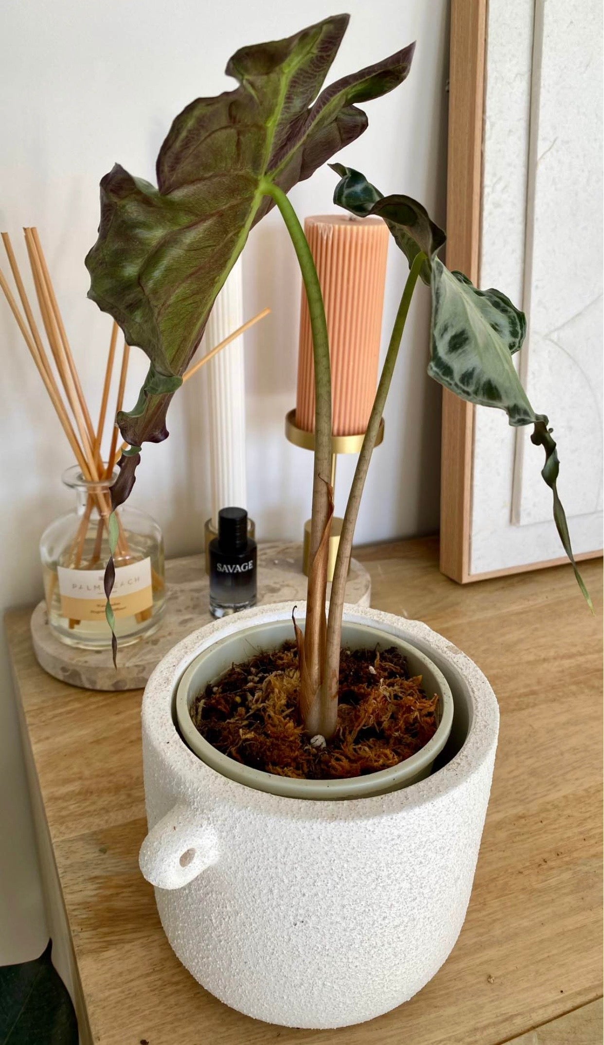 Alocasia Venom